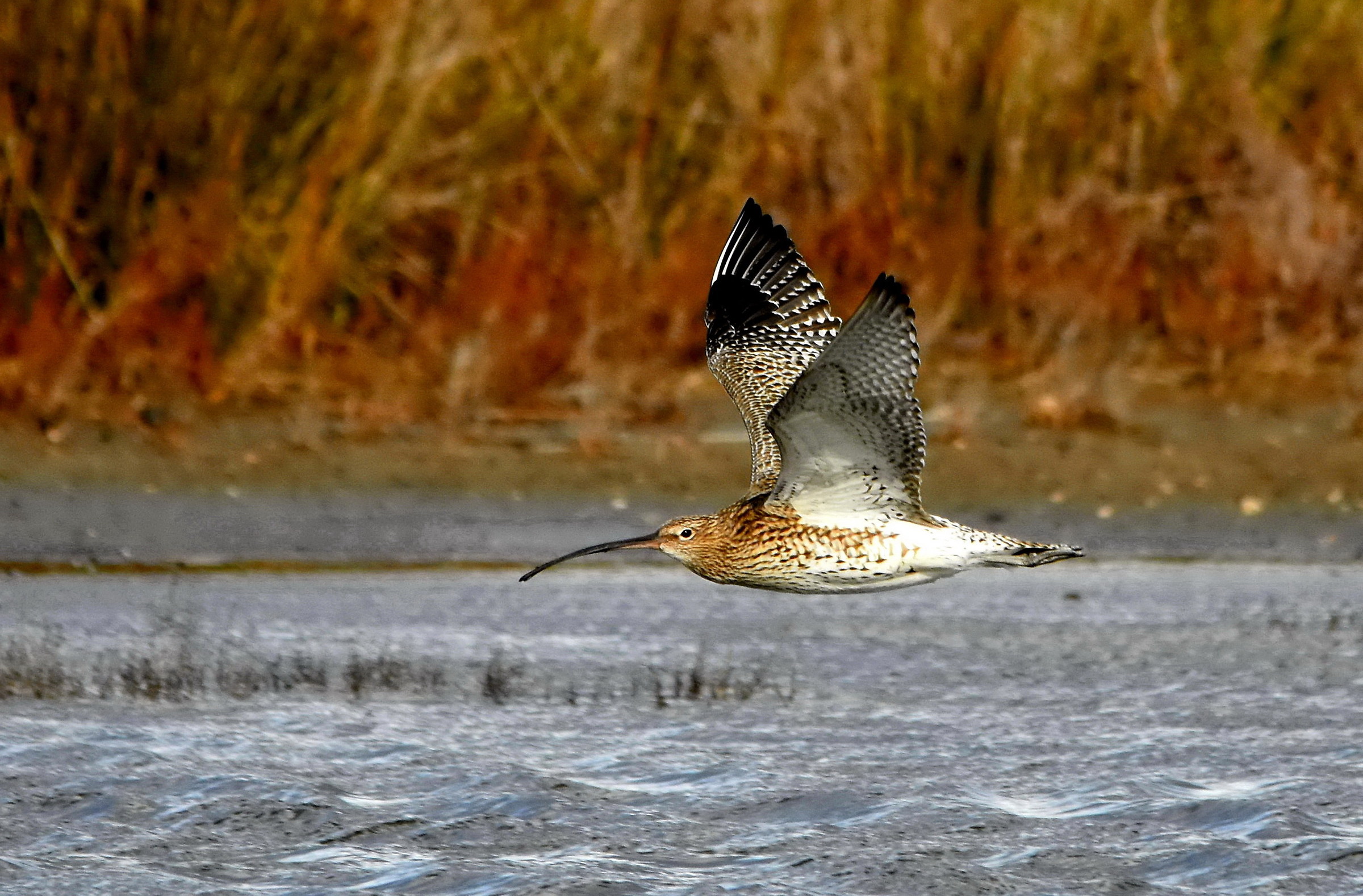 Curlew in flight