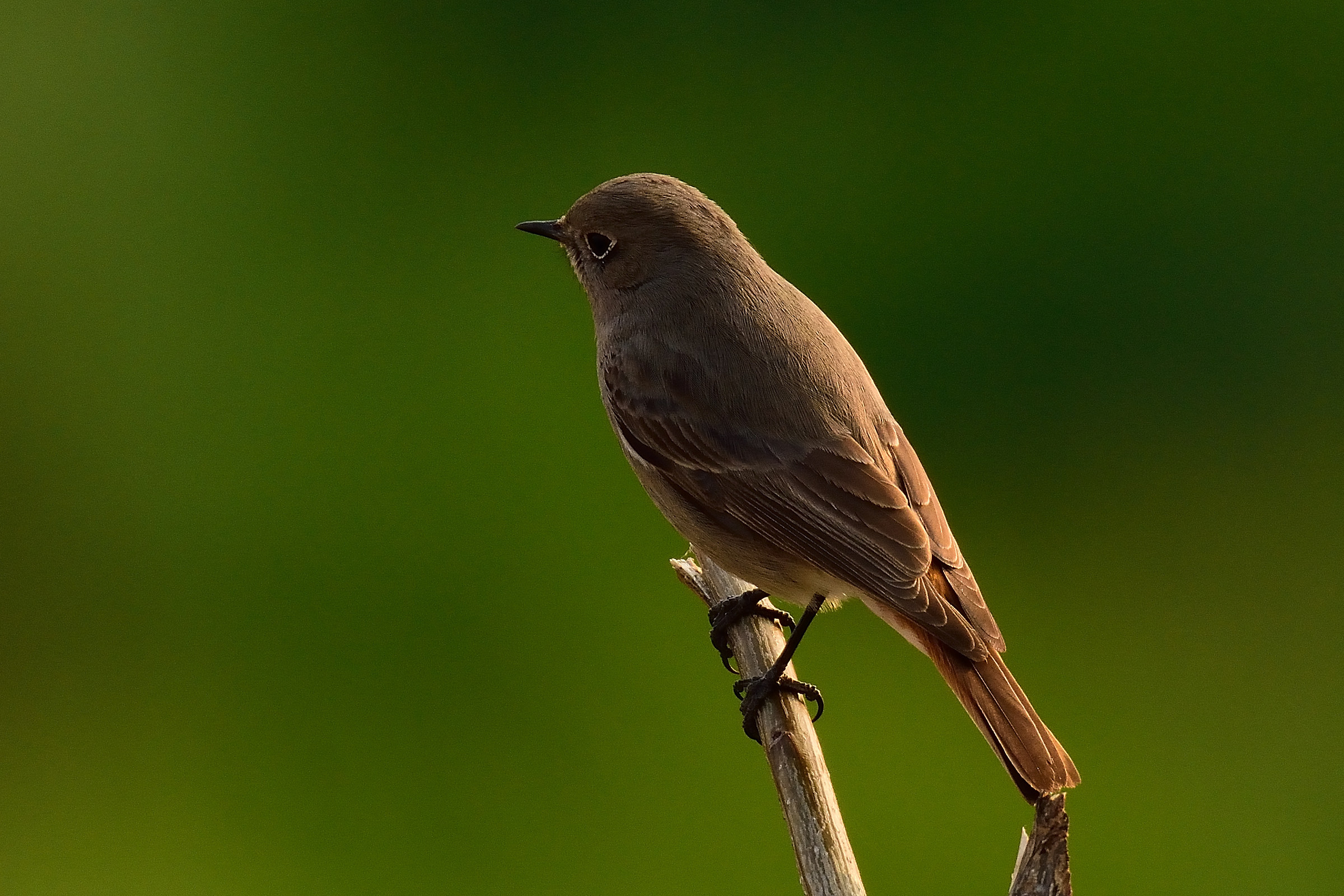 codirossospazzacamino