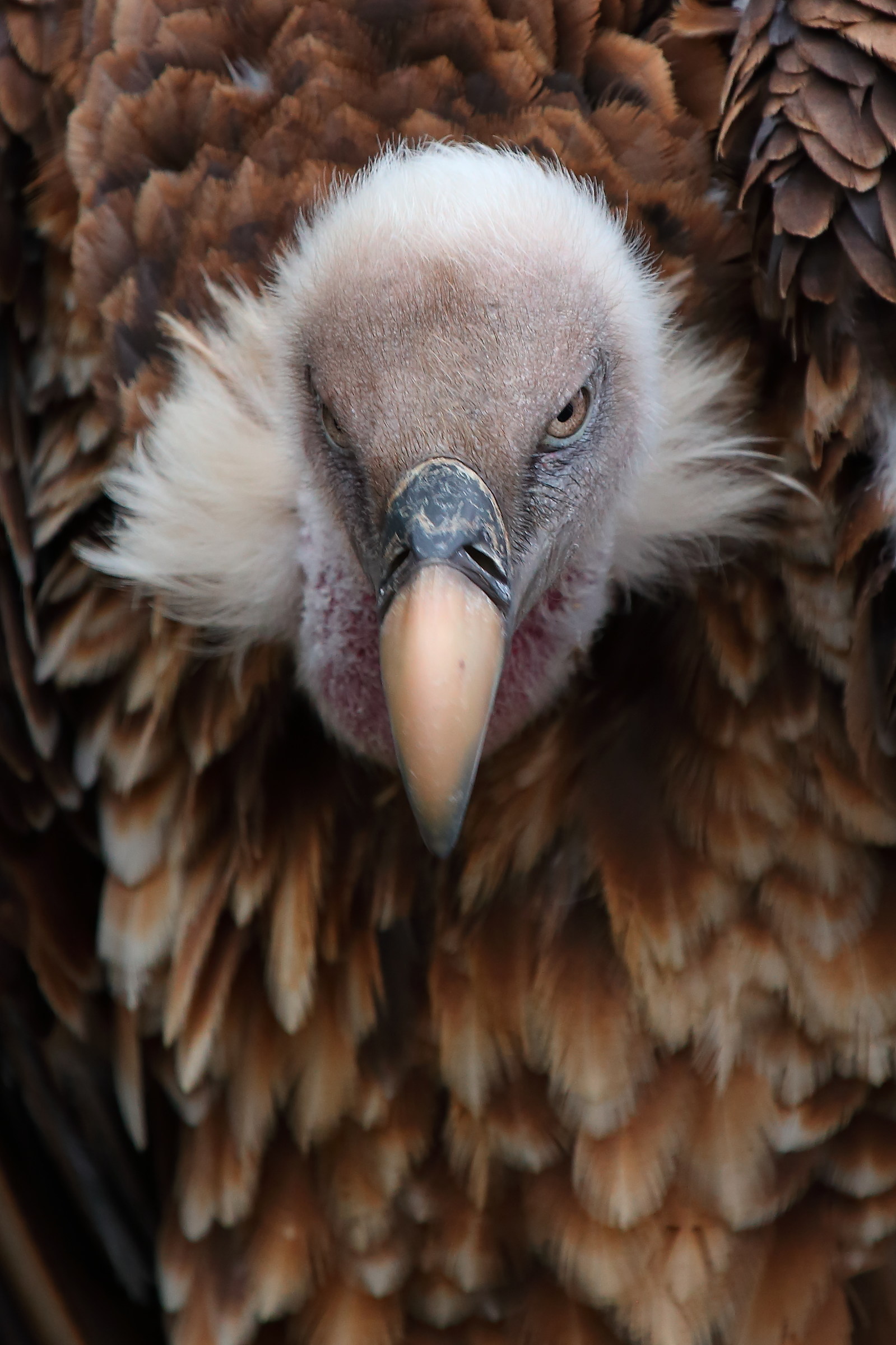 Loro Parque Tenerife