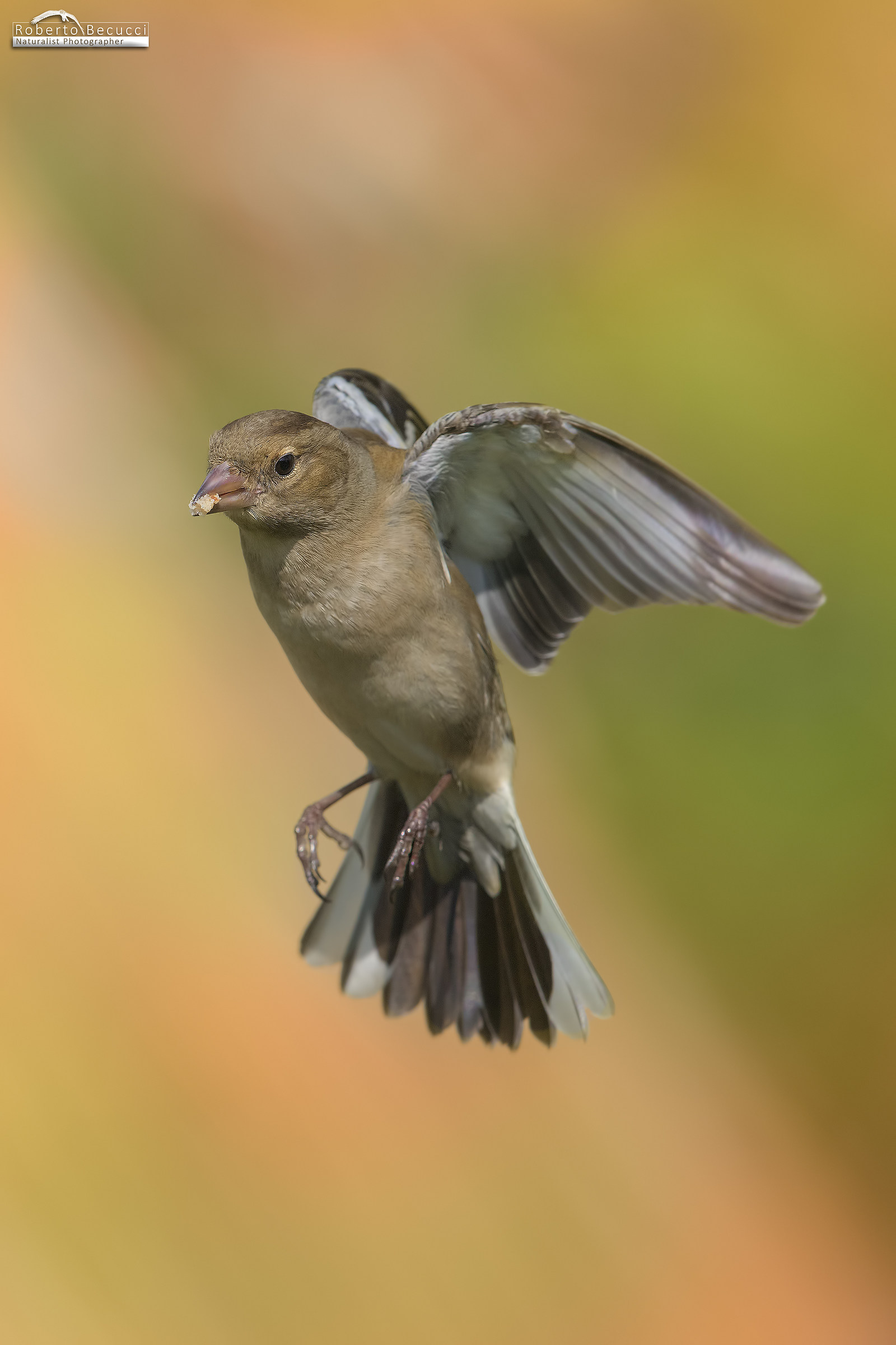 Face Focus al volo.....