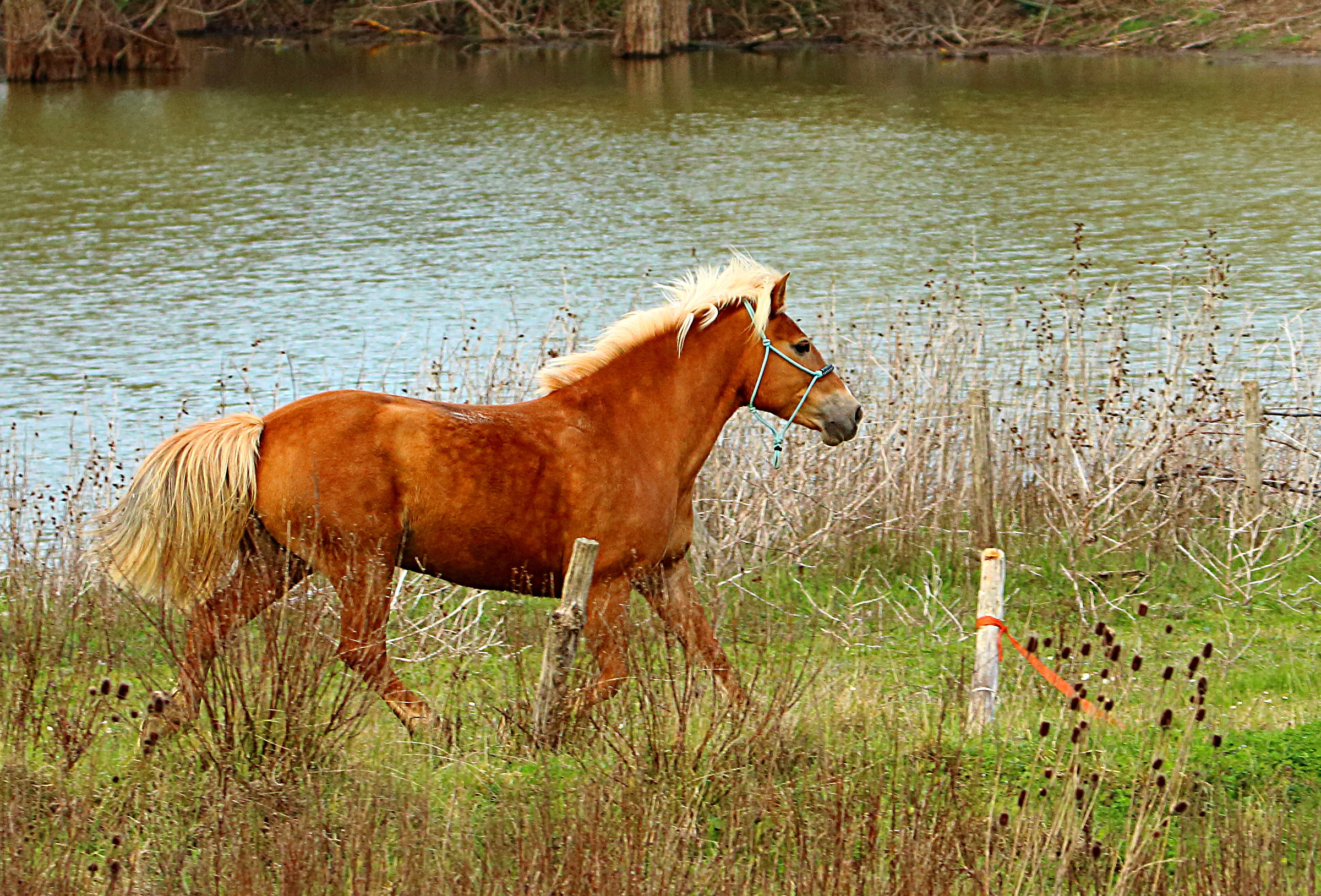 4 steps after the rain