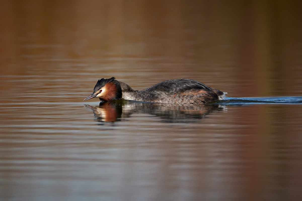 Great Crested Grebe
