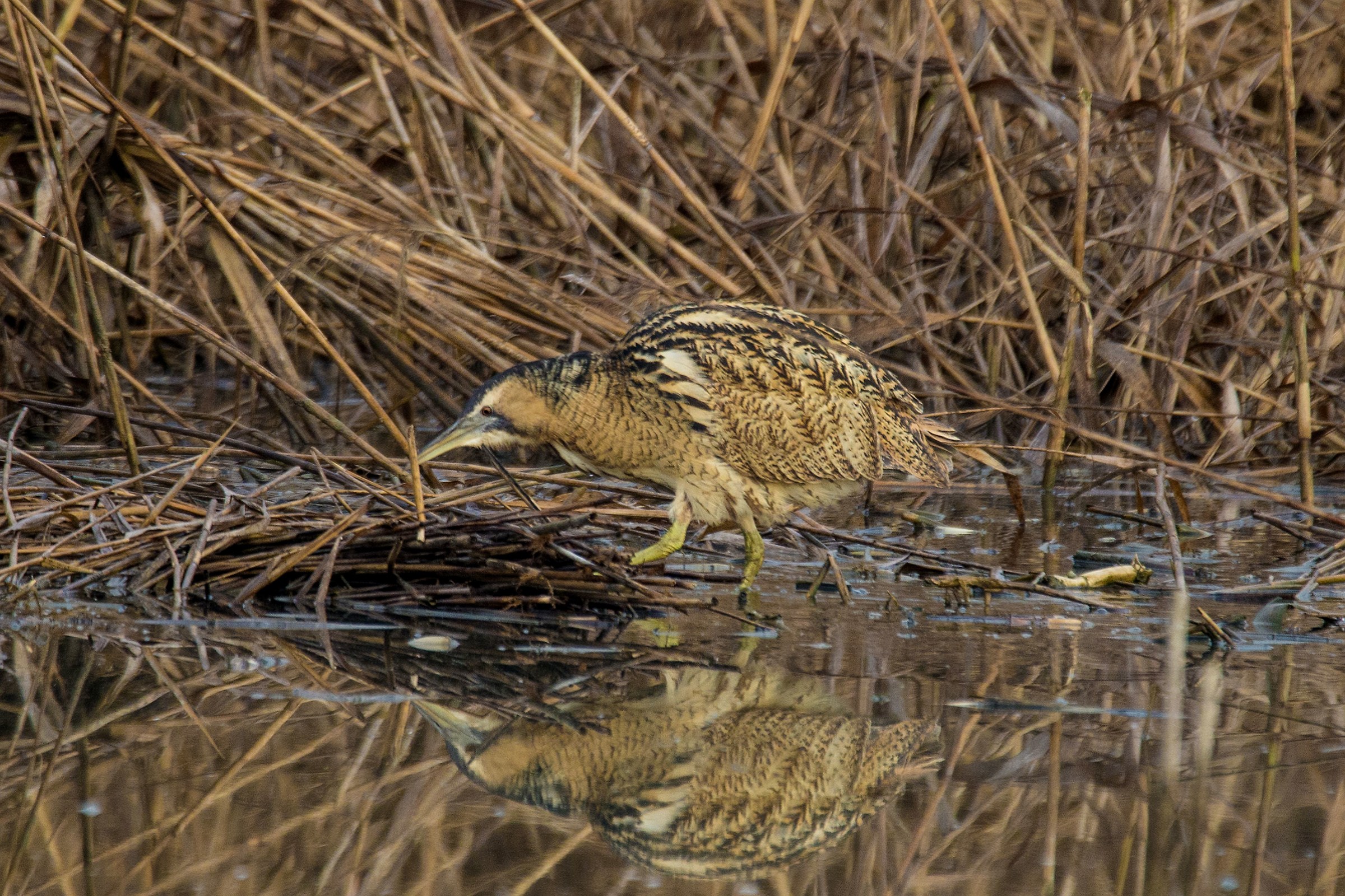 Bittern