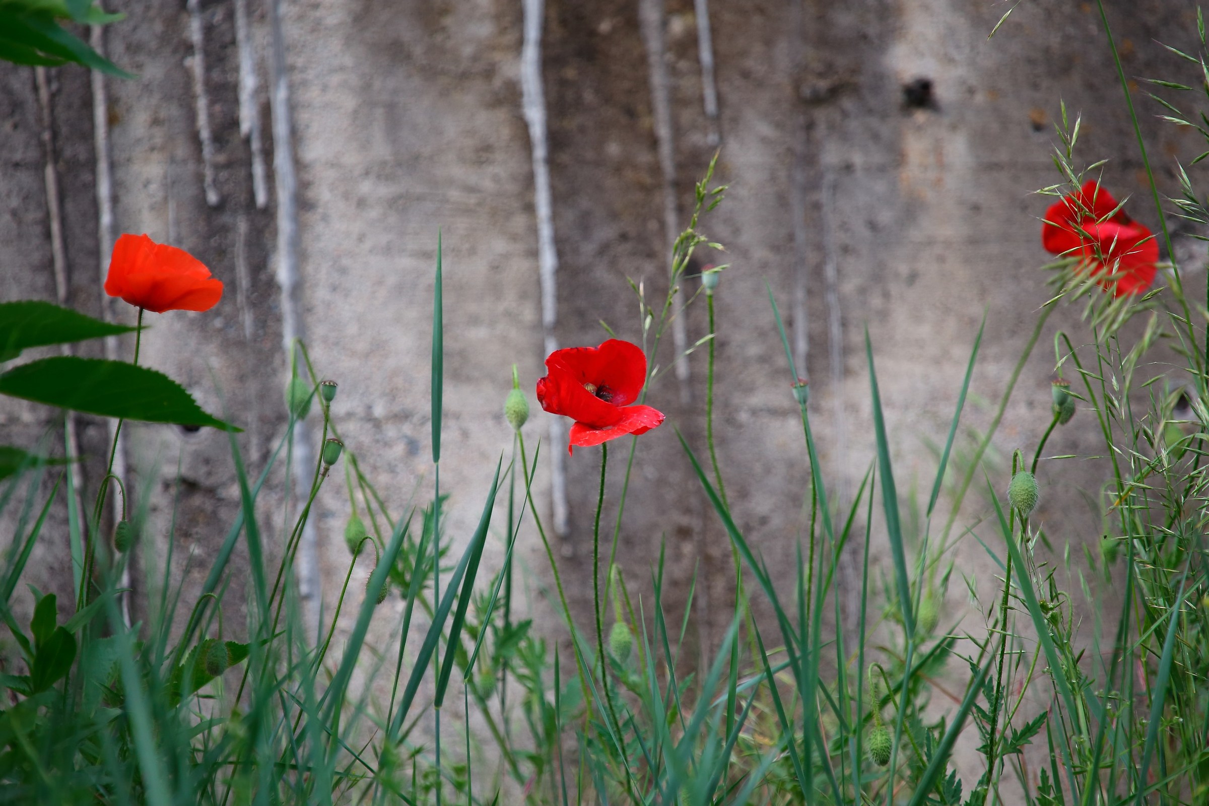 Papaveri al muro