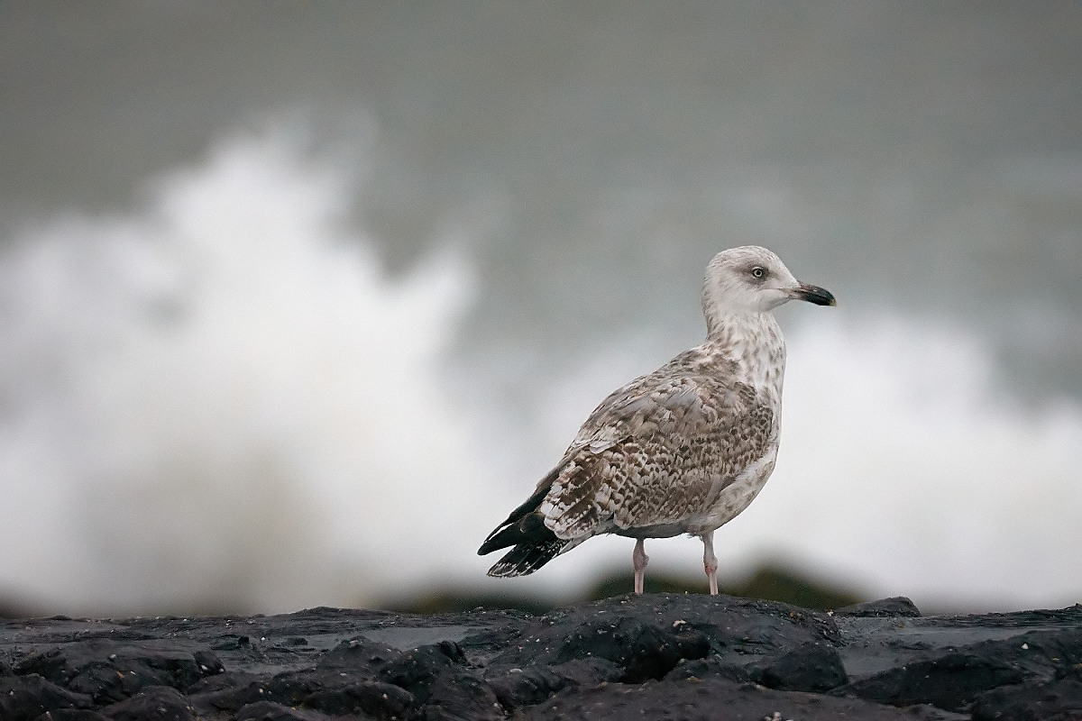 Gabbiano comune a 10000 ISO