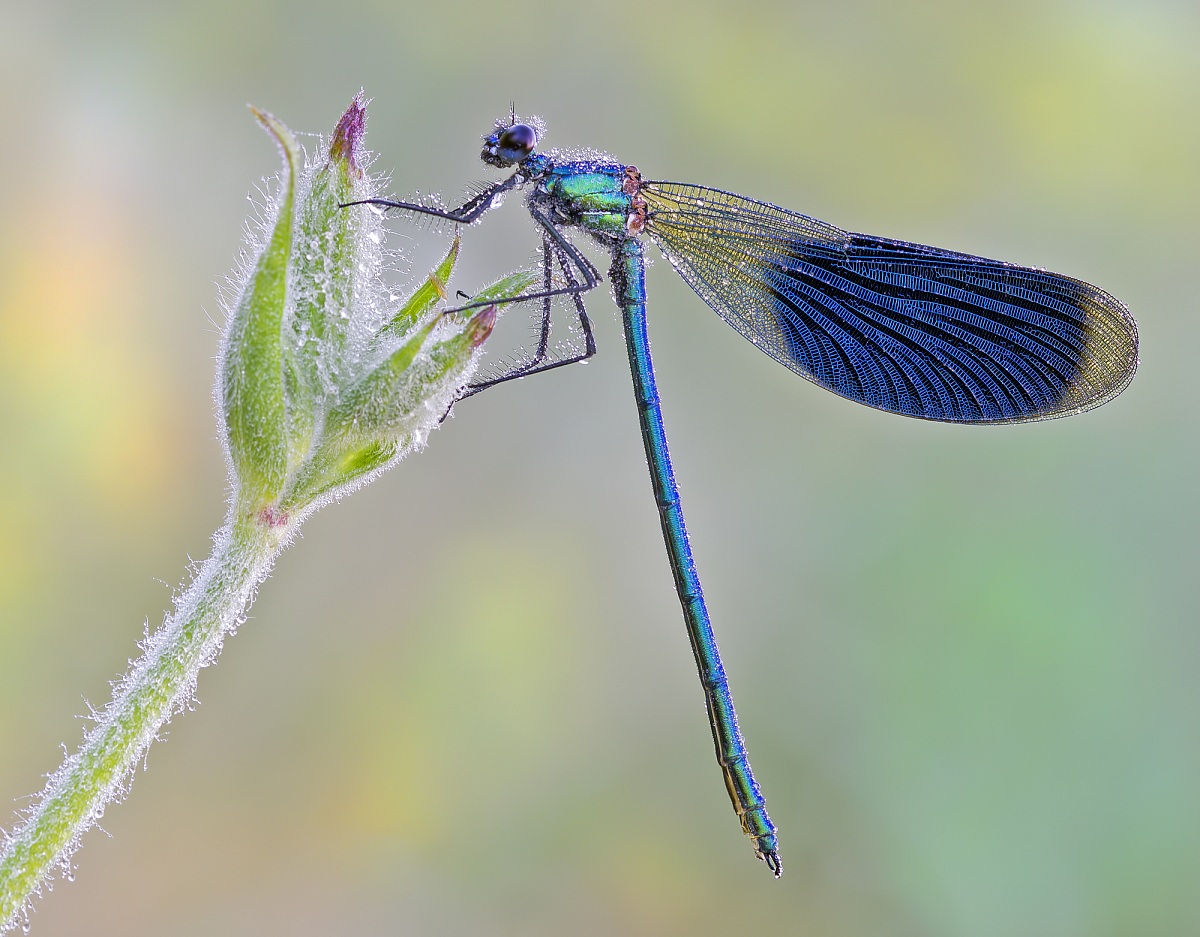 Calopterix partial backlight