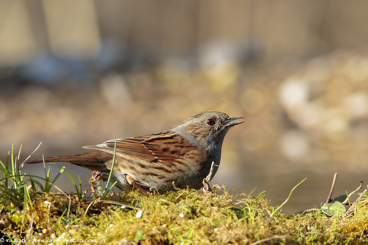 Dunnock