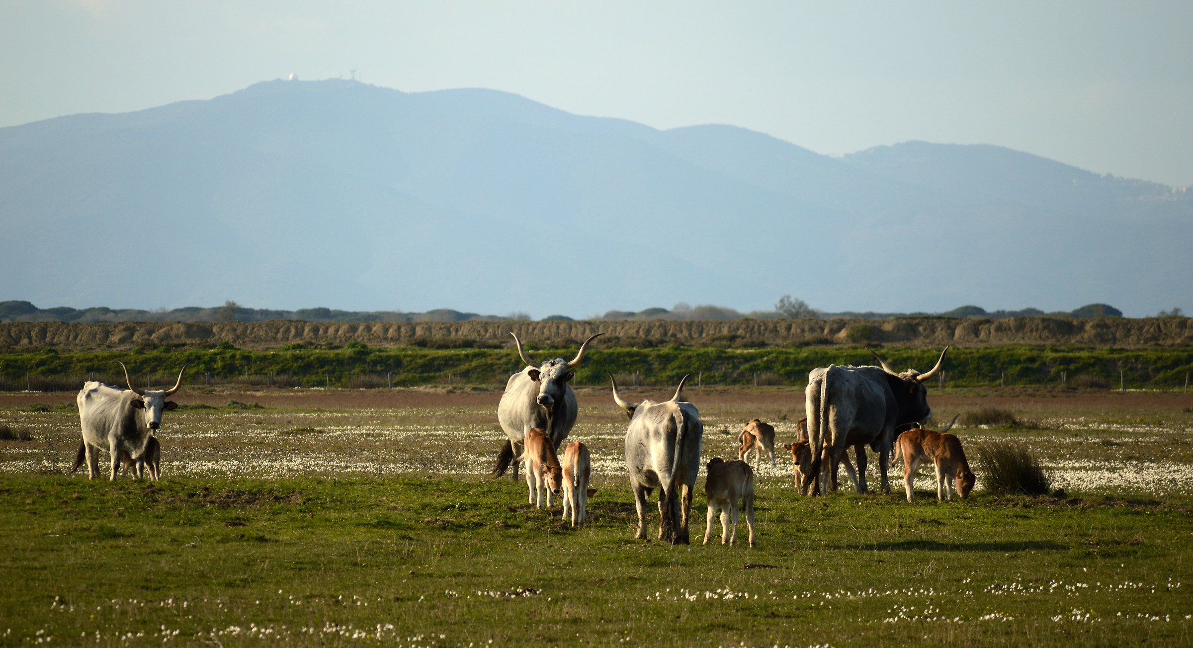 vacche maremmane brade