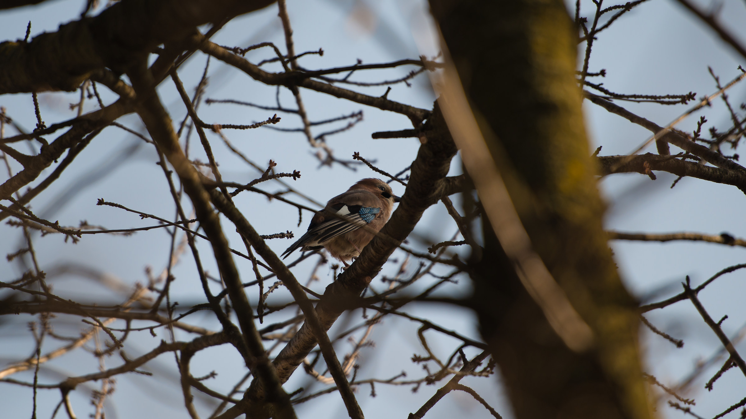 razza che non conosco