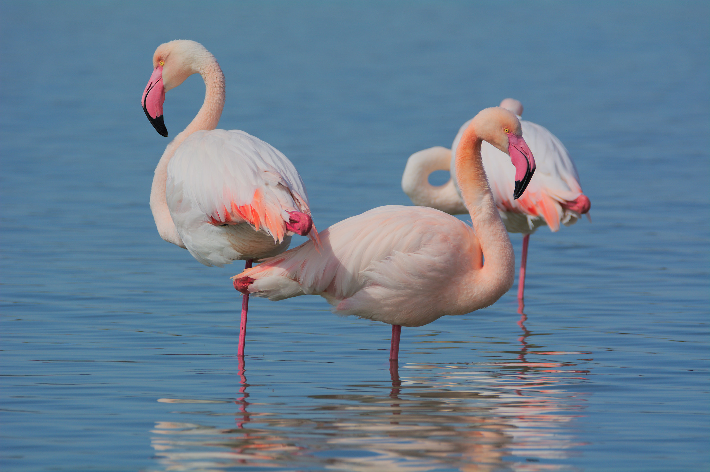 three flamingos