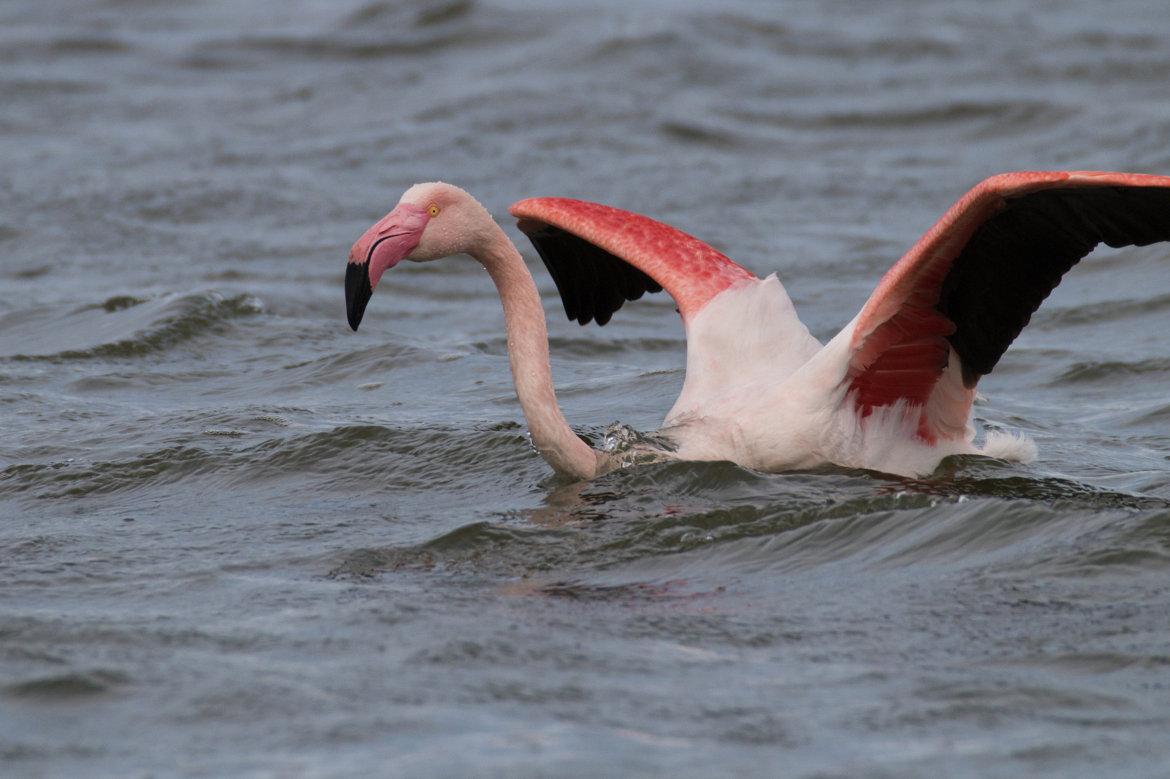 Fenicottero prima del decollo