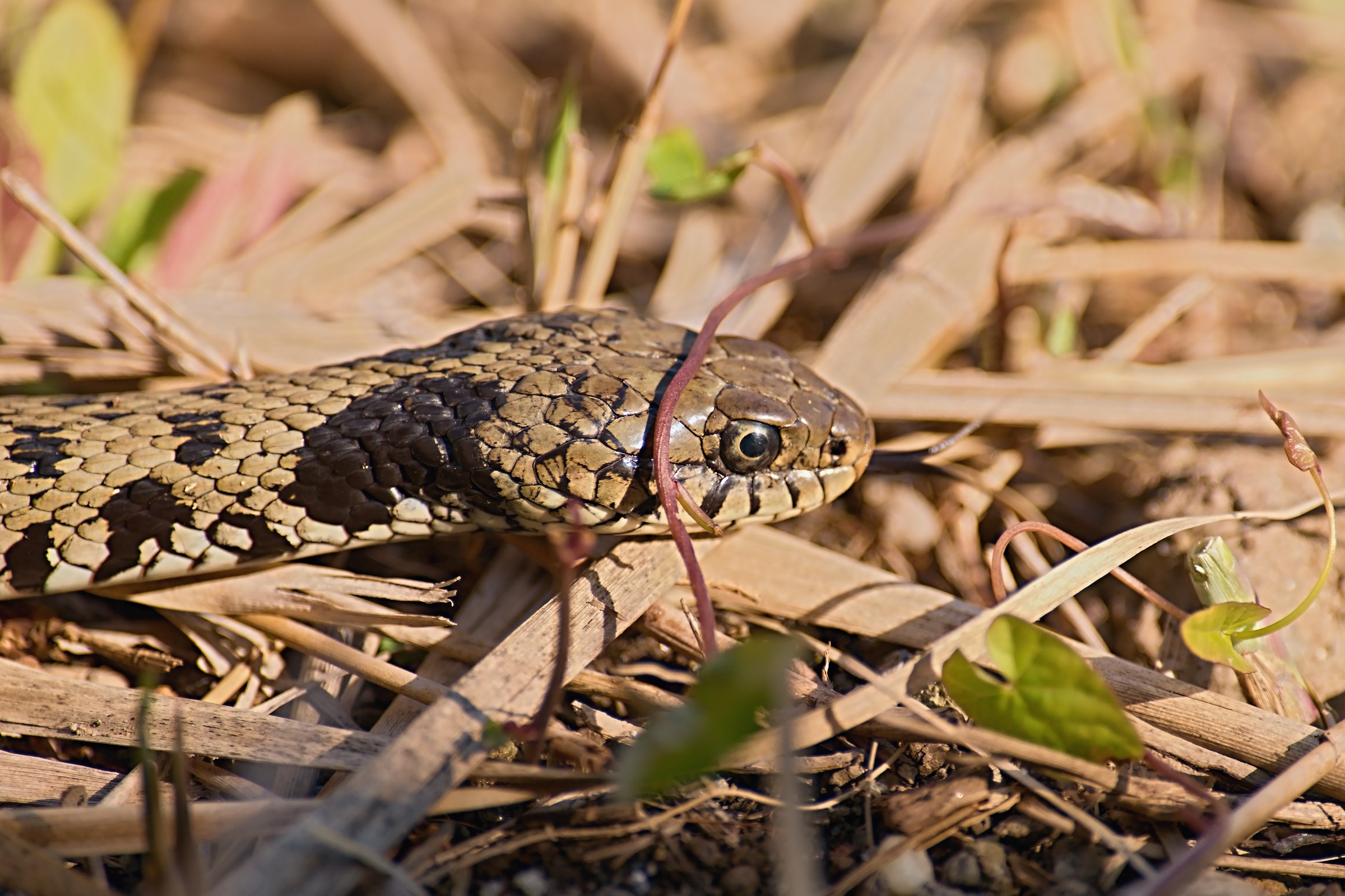Grass snake