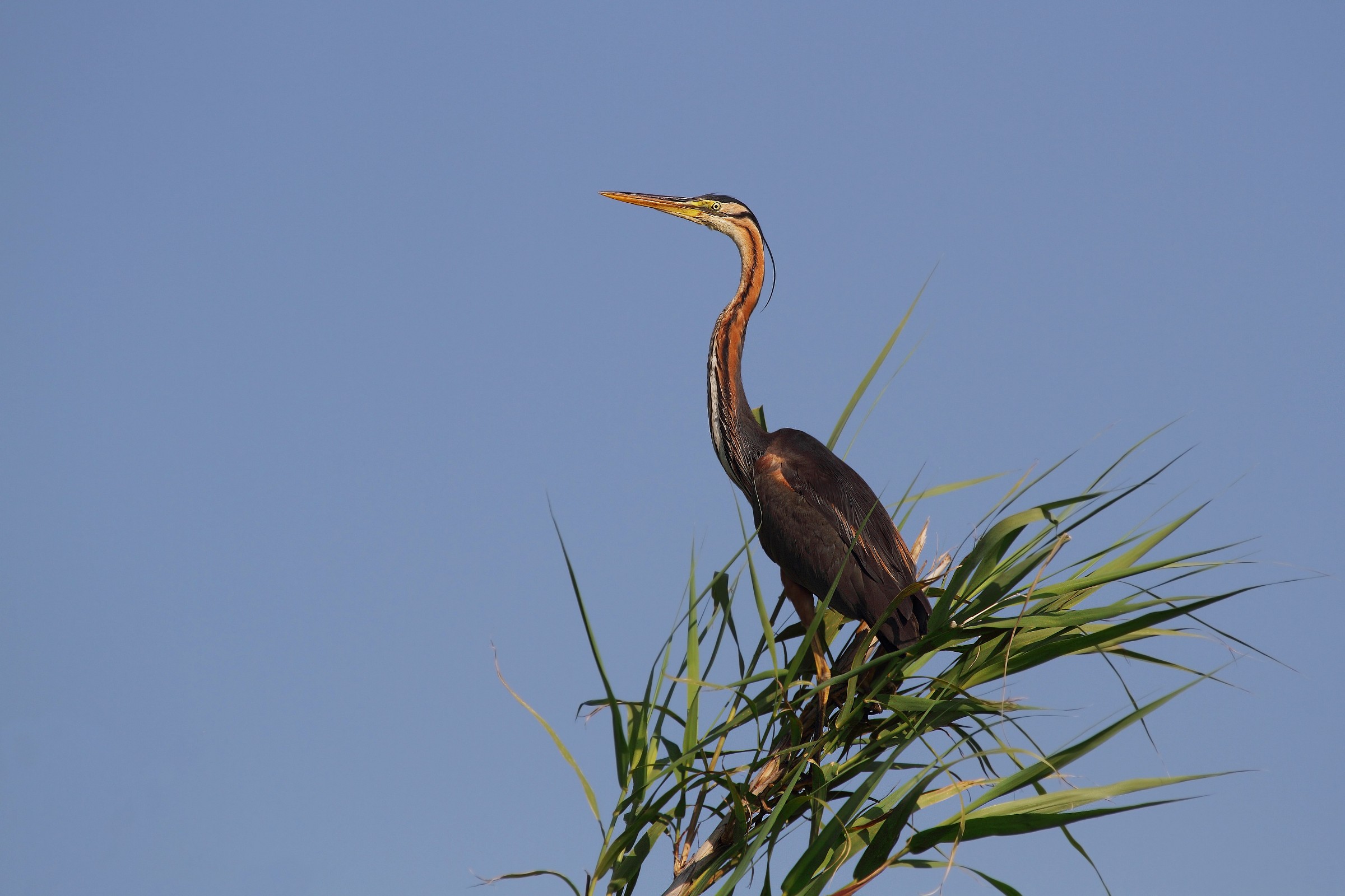 Purple Heron