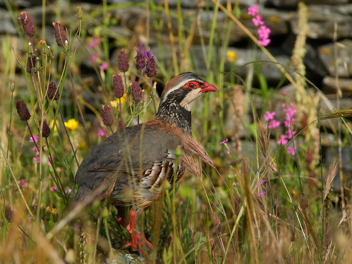 Pernice dopo la pioggia