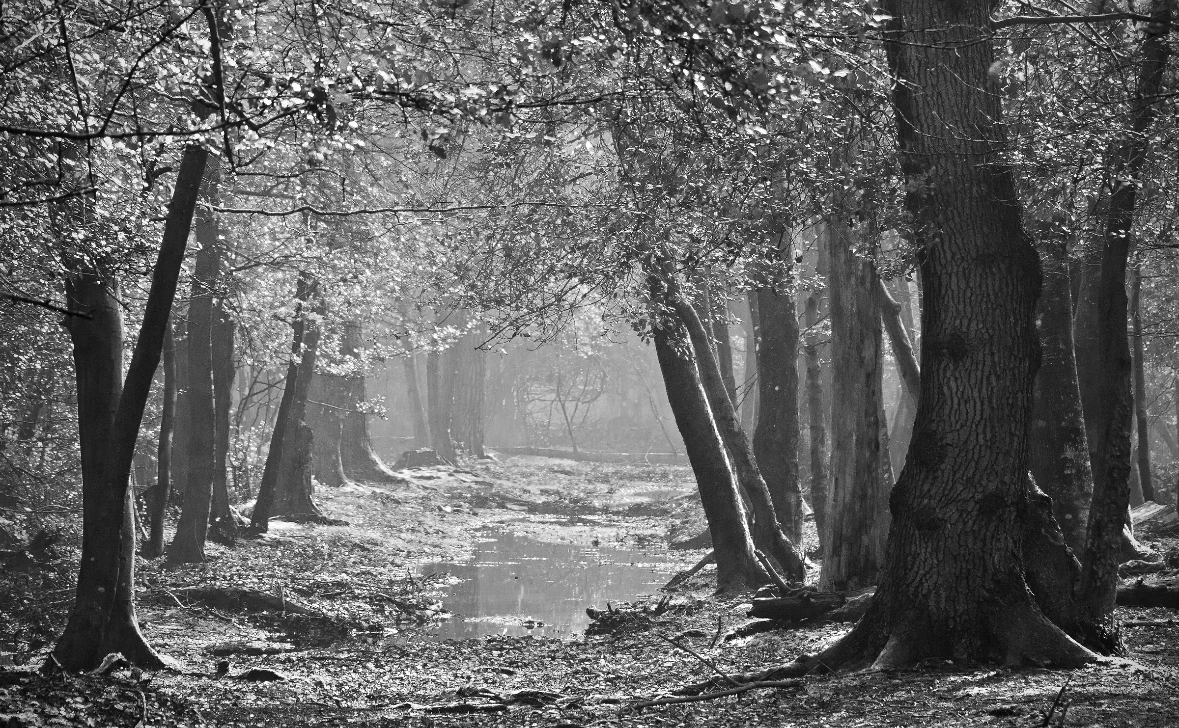 The Light of the Forest