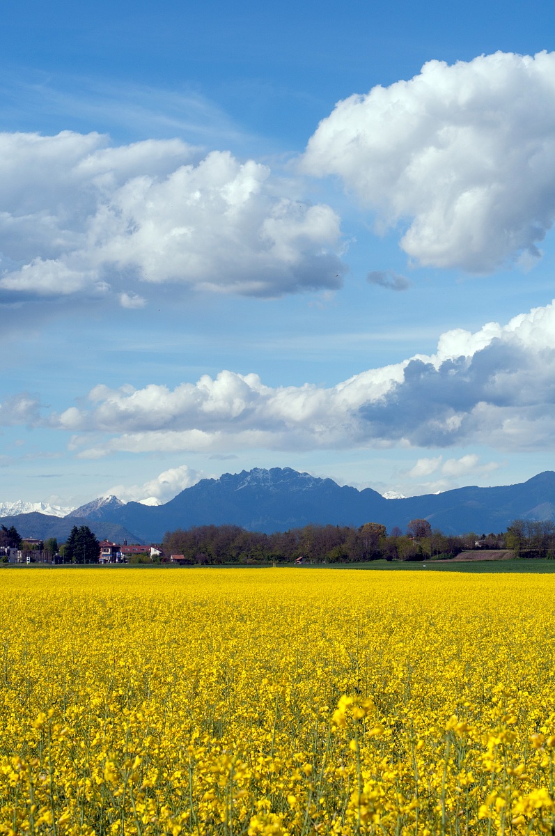 Il Resegone tra la colza