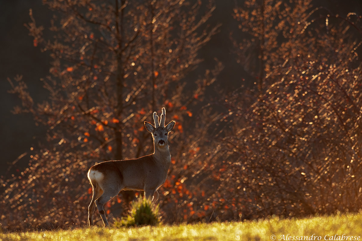 In the warm morning light