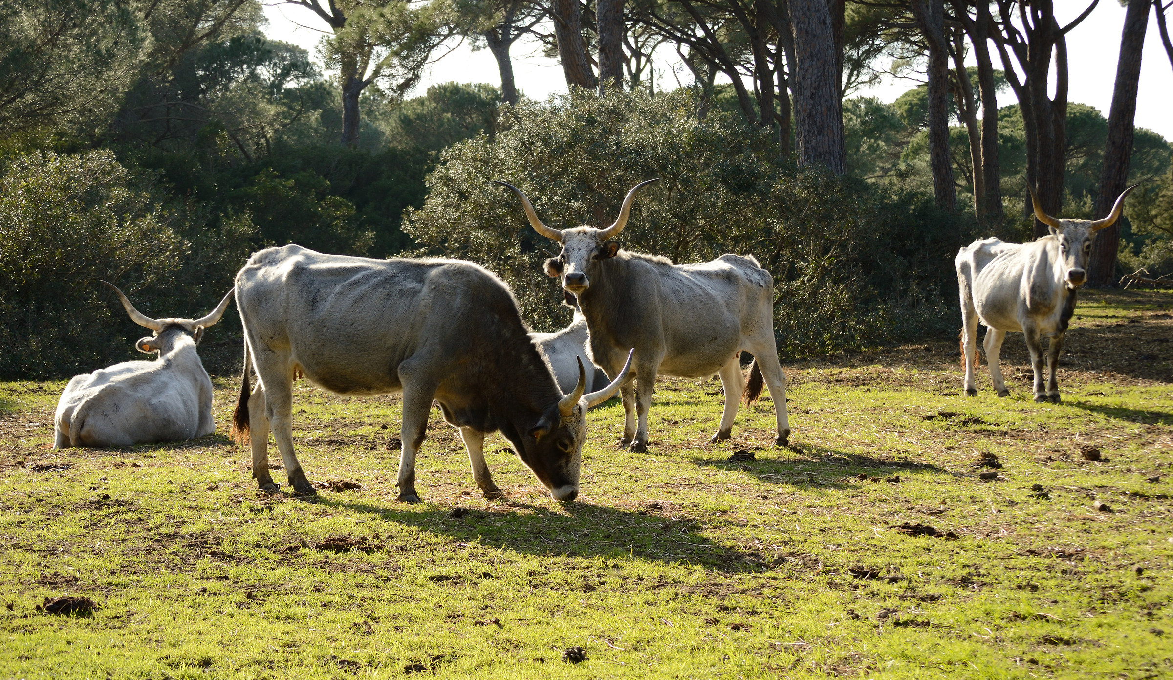 vacche maremmane nella pineta di Alberese