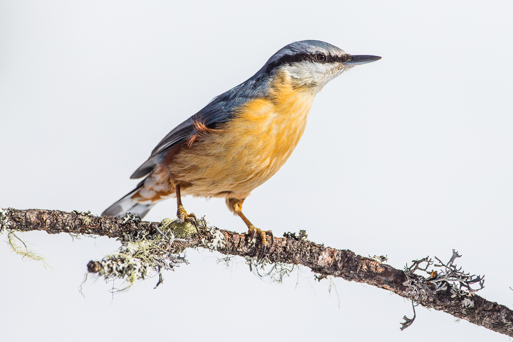 nuthatch