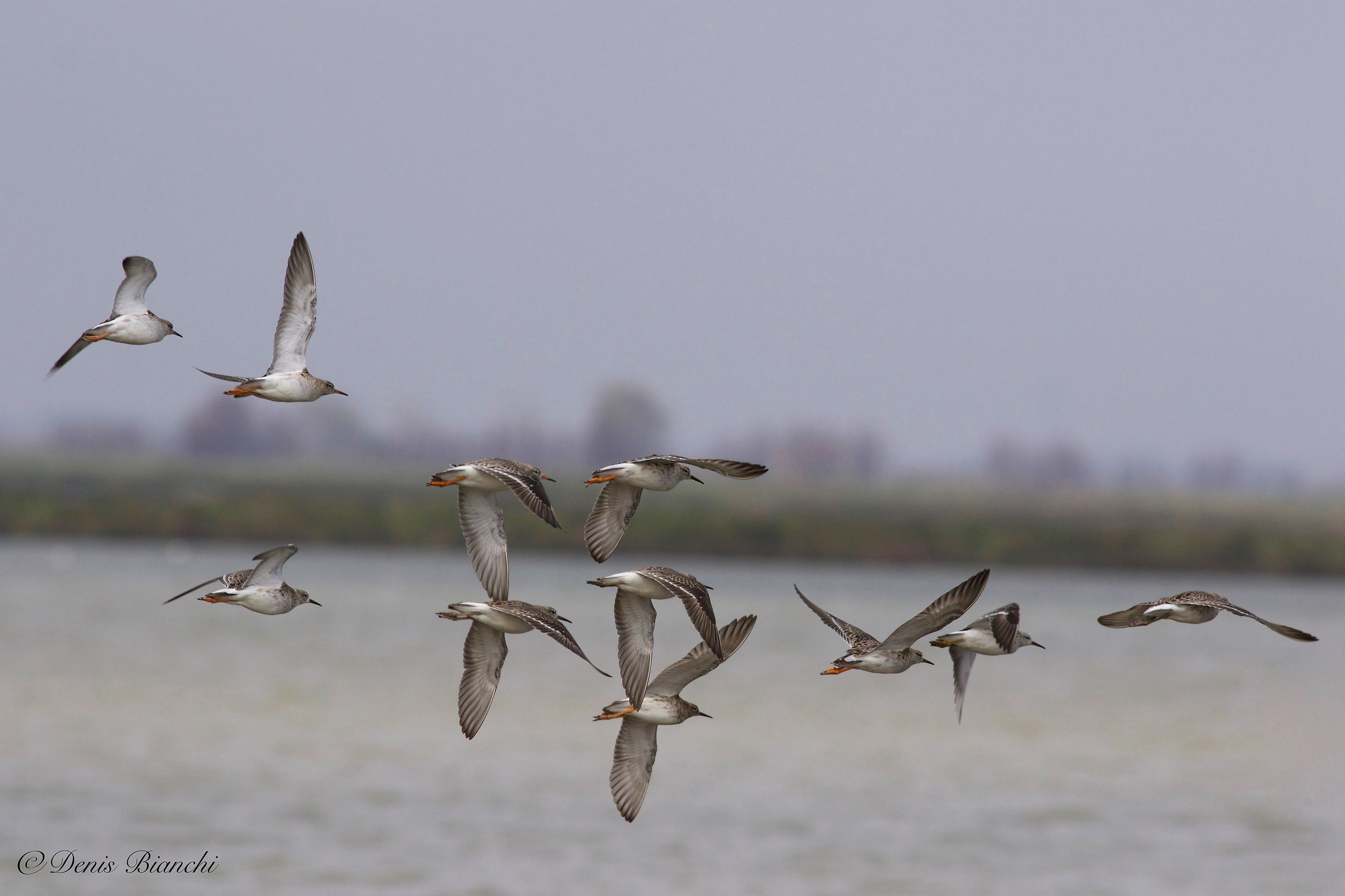 Fledging of a flock of fighters