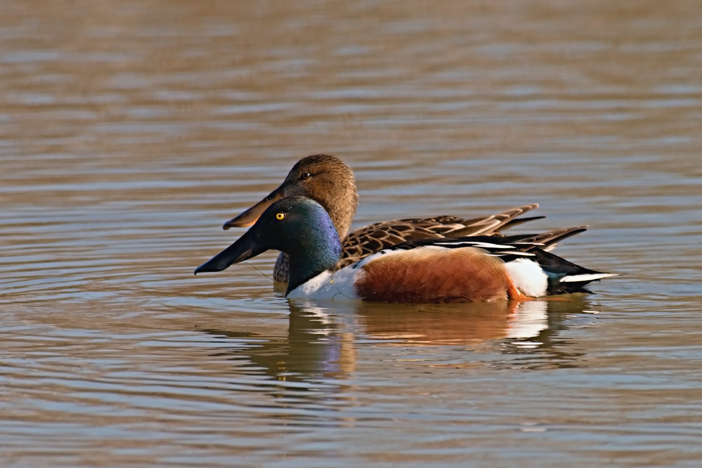 Shoveler