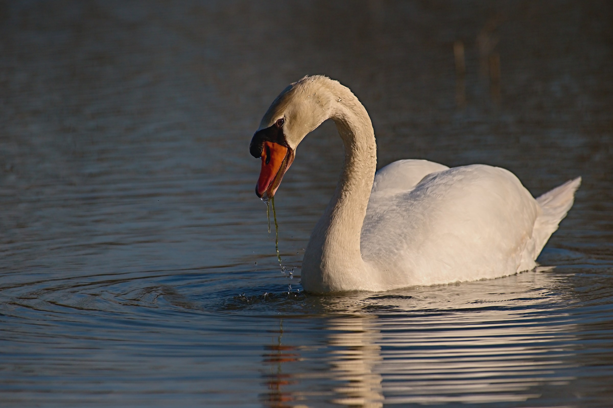 The look of the Swan