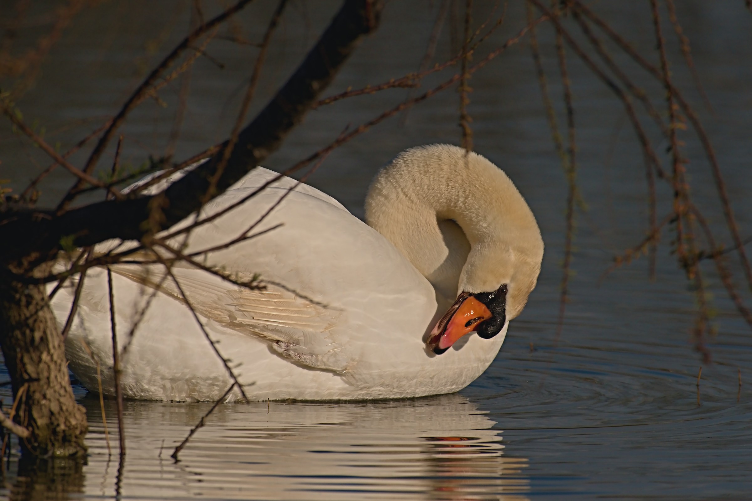 The look of the Swan