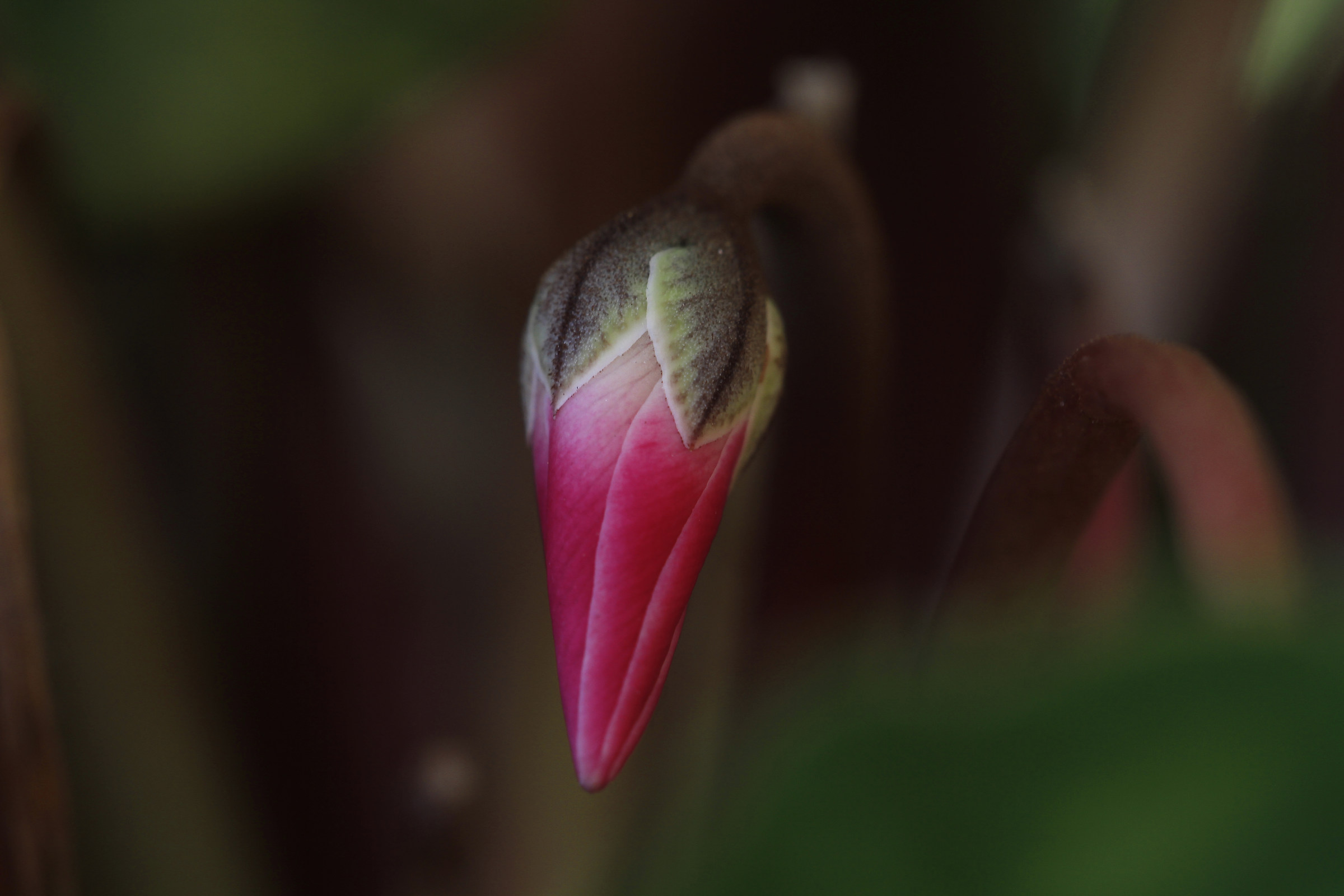 cyclamen