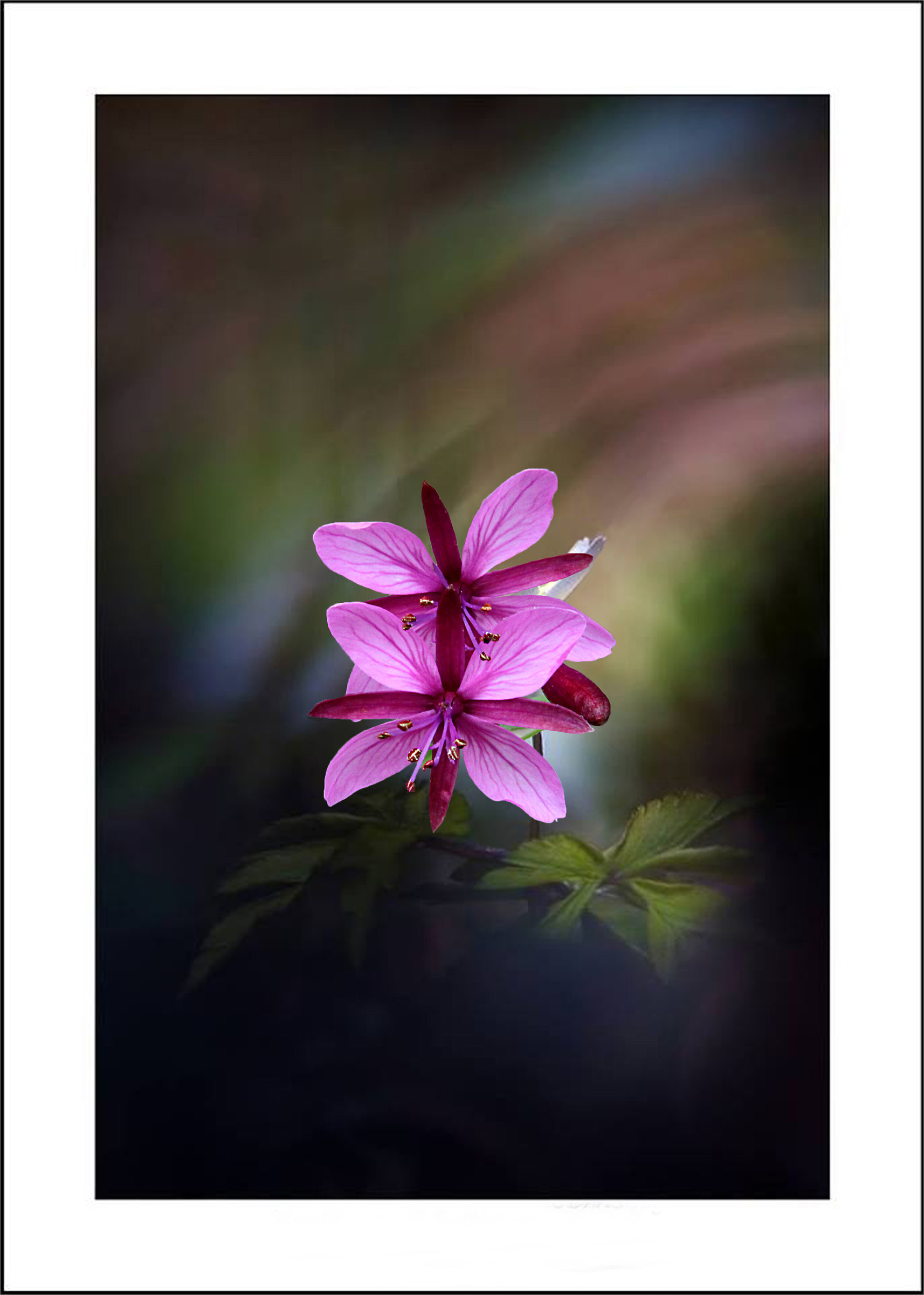 High mountain flowers