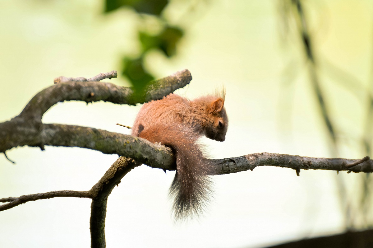 squirrel in exploration