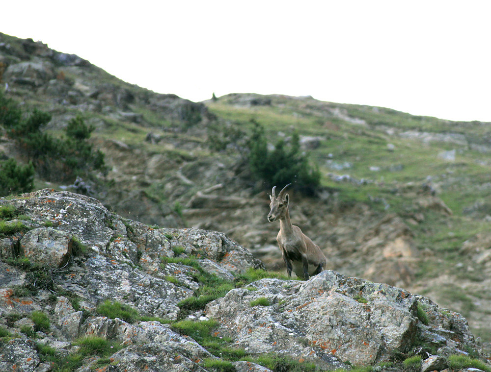 ibex