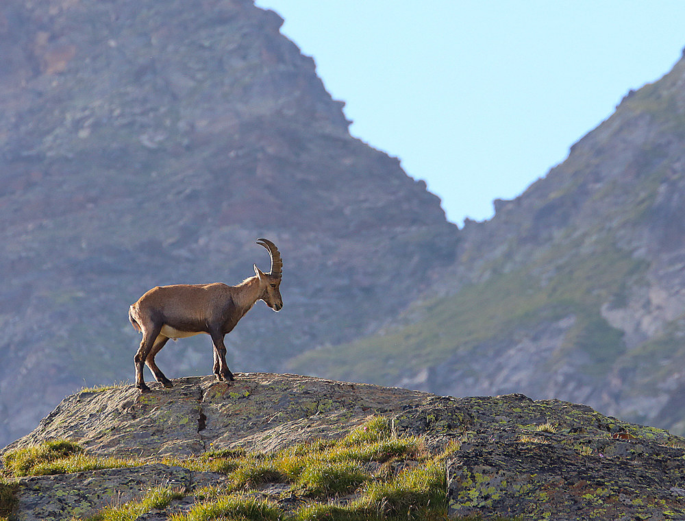 ibex