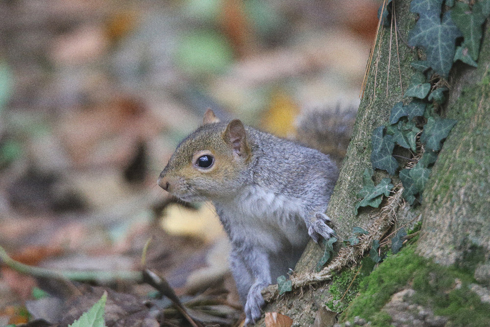 squirrel