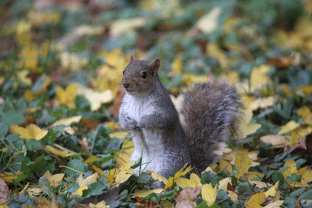squirrel