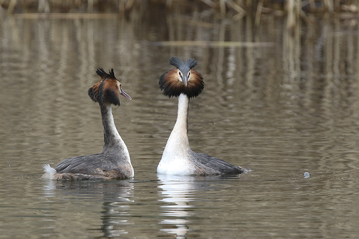 grebe m.