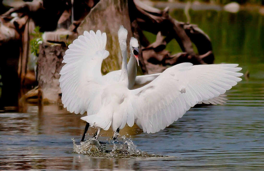 Scaramucce territoriali