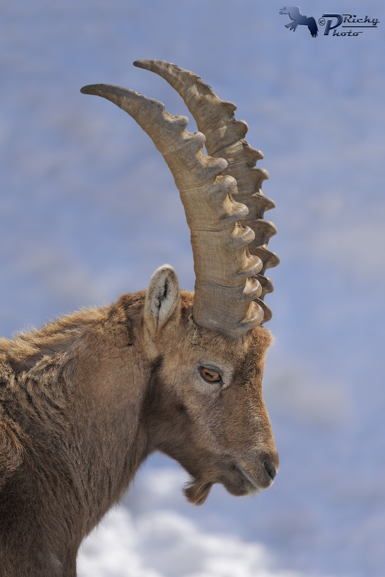 Portrait of the Ibex
