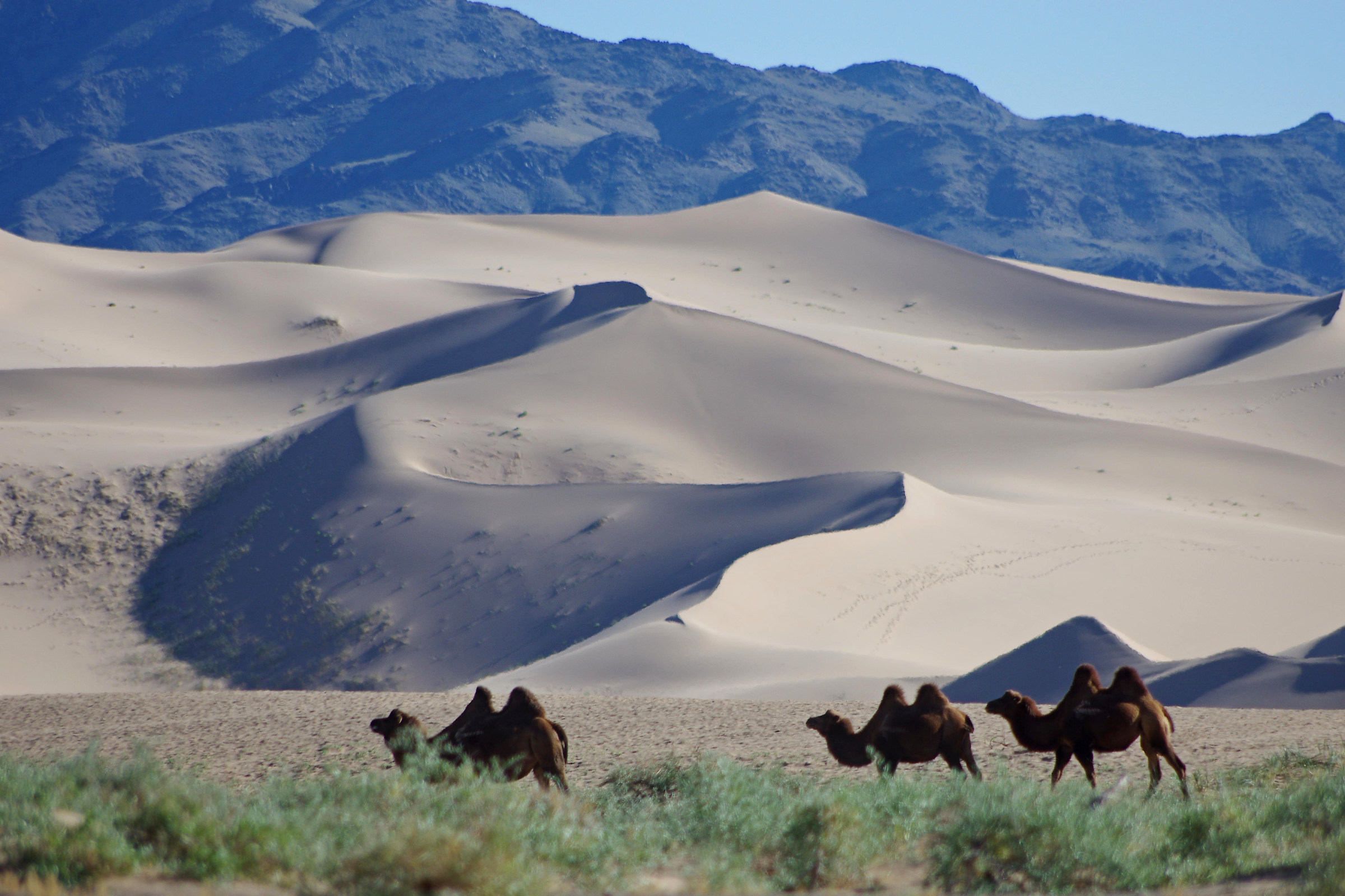 Khongoryn Els (the Gobi Desert)