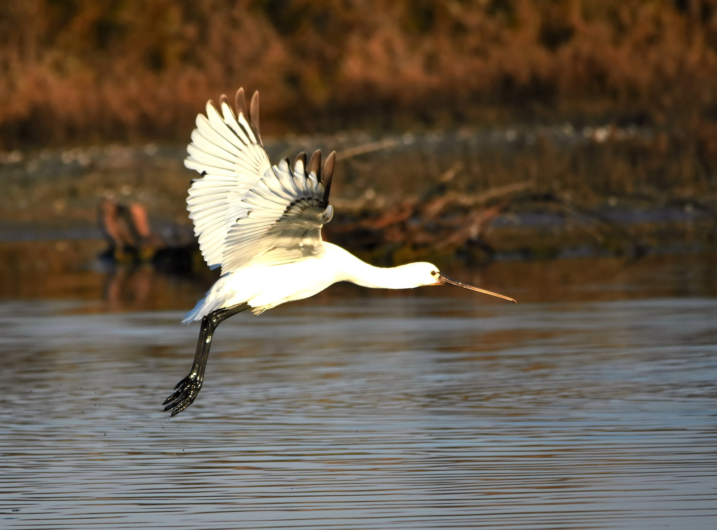 Spoonbill in flight