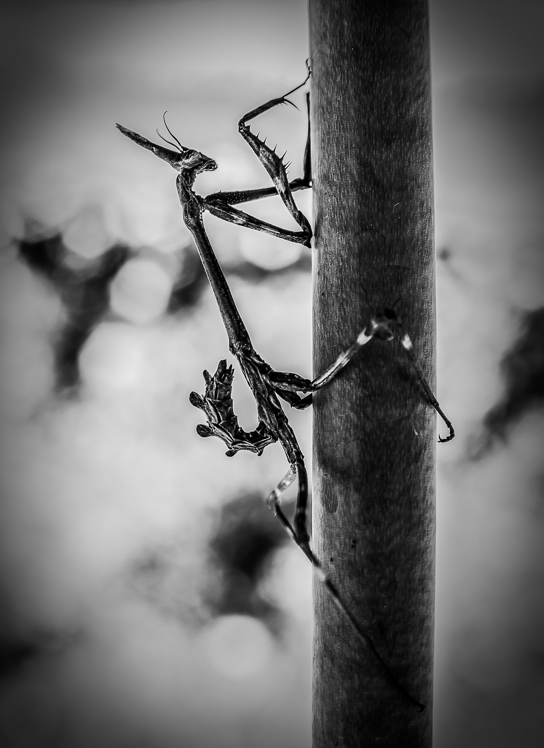 Mantis pennata in B & W