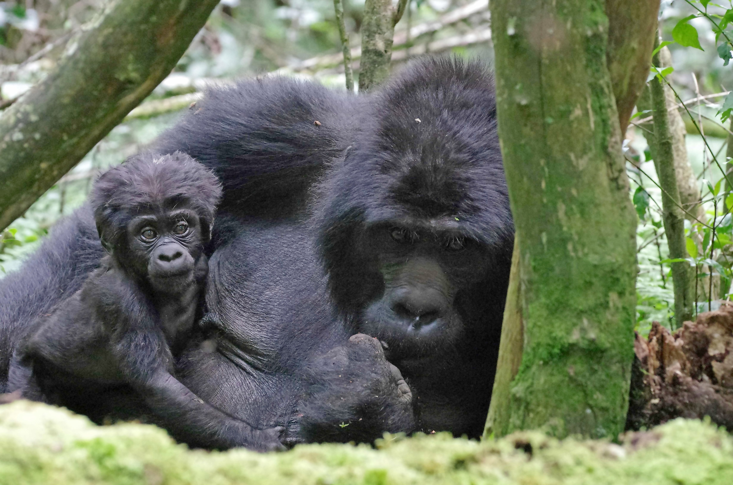 Mountain gorillas (Uganda)