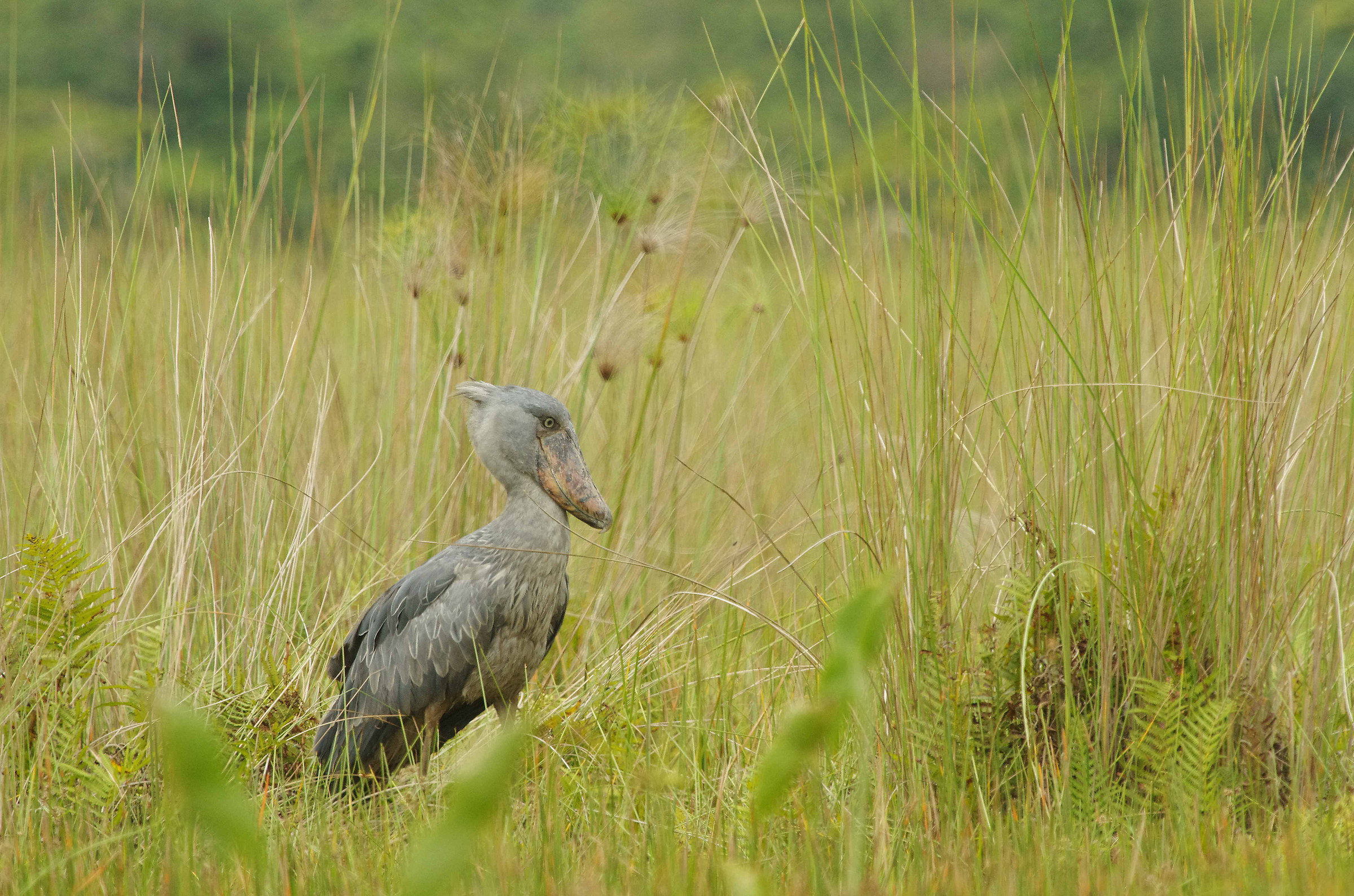 Shoebill (Balaeniceps rex)