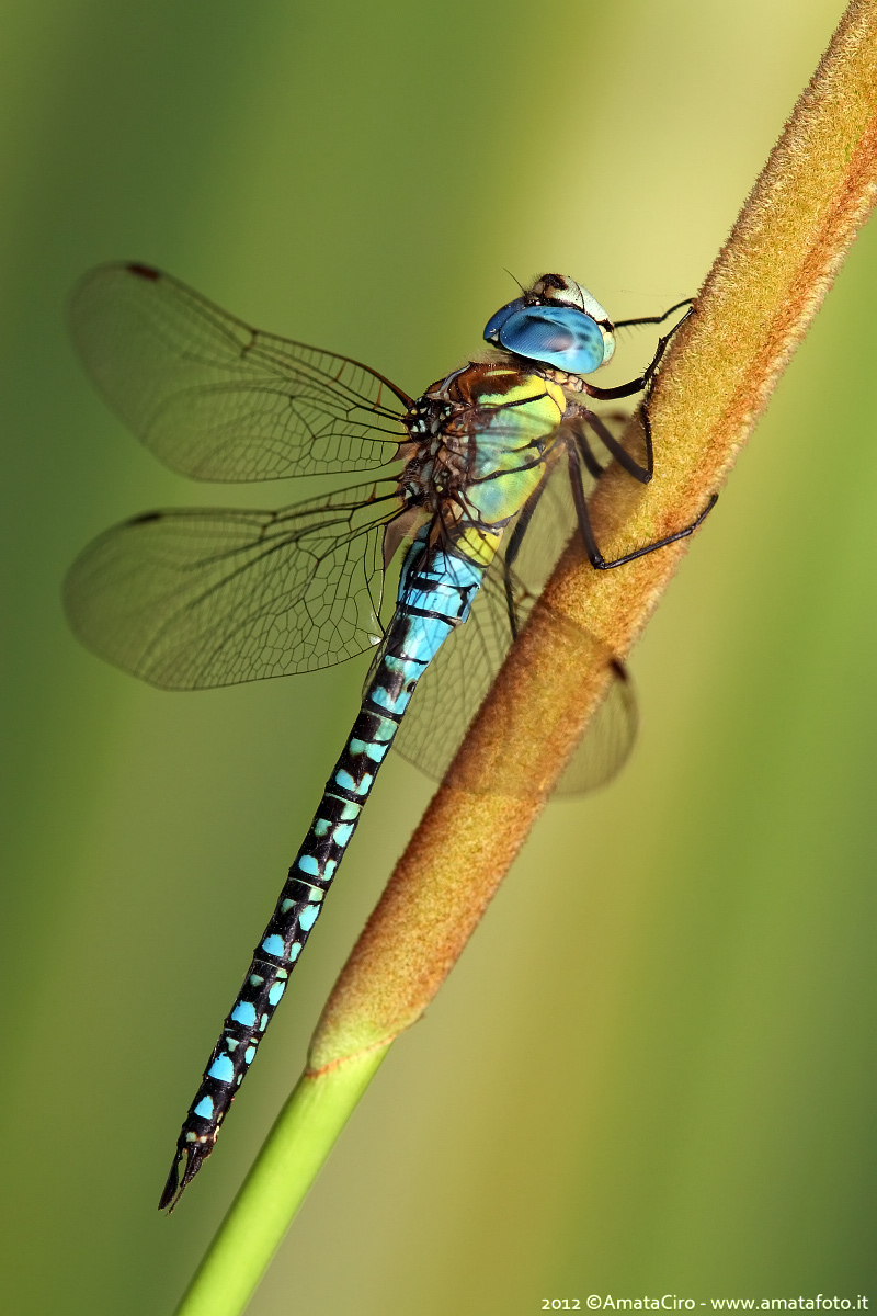 Aeshna affinis (Vander Linden, 1820) - Aeshnidae