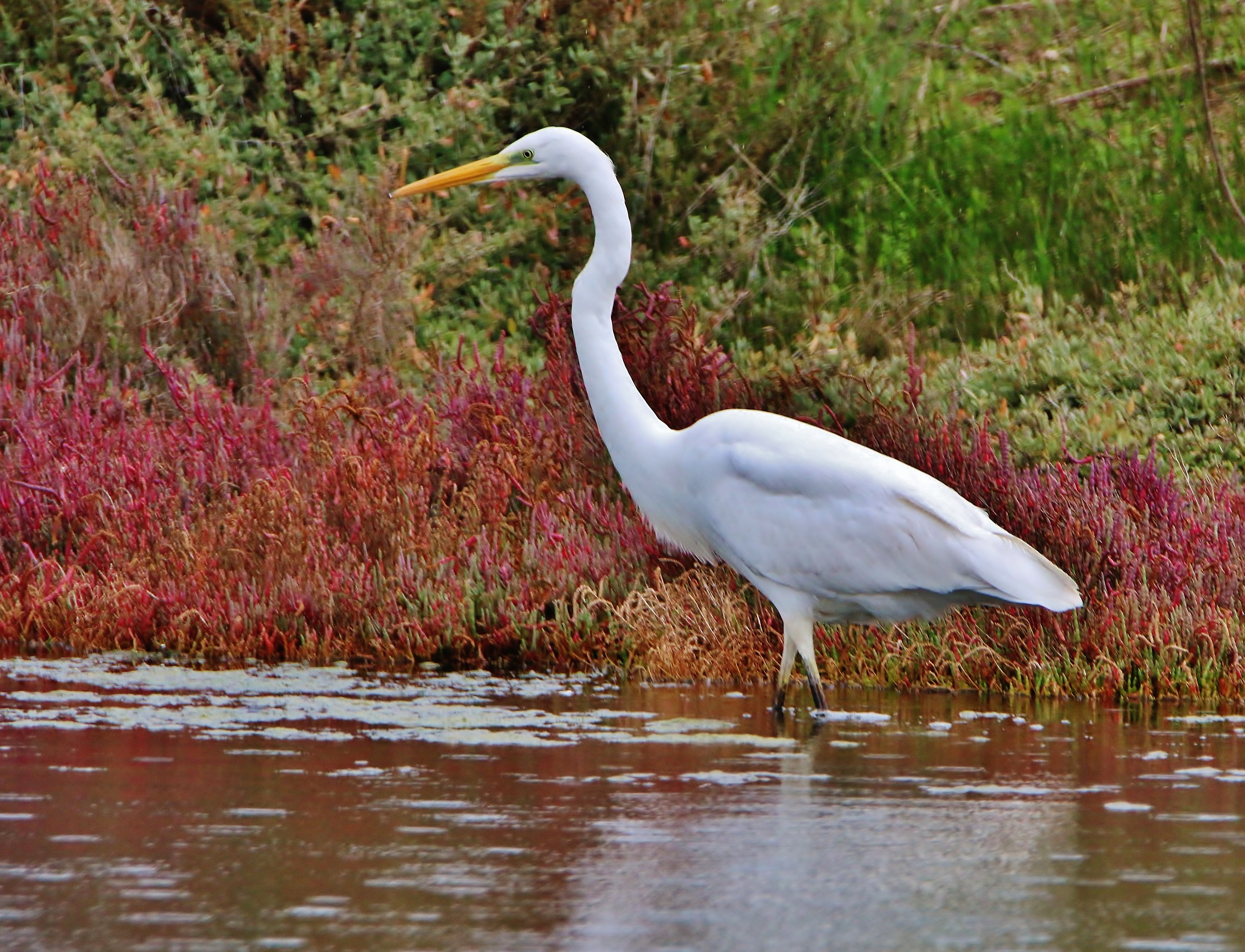 Il bianco - Ardea Alba -