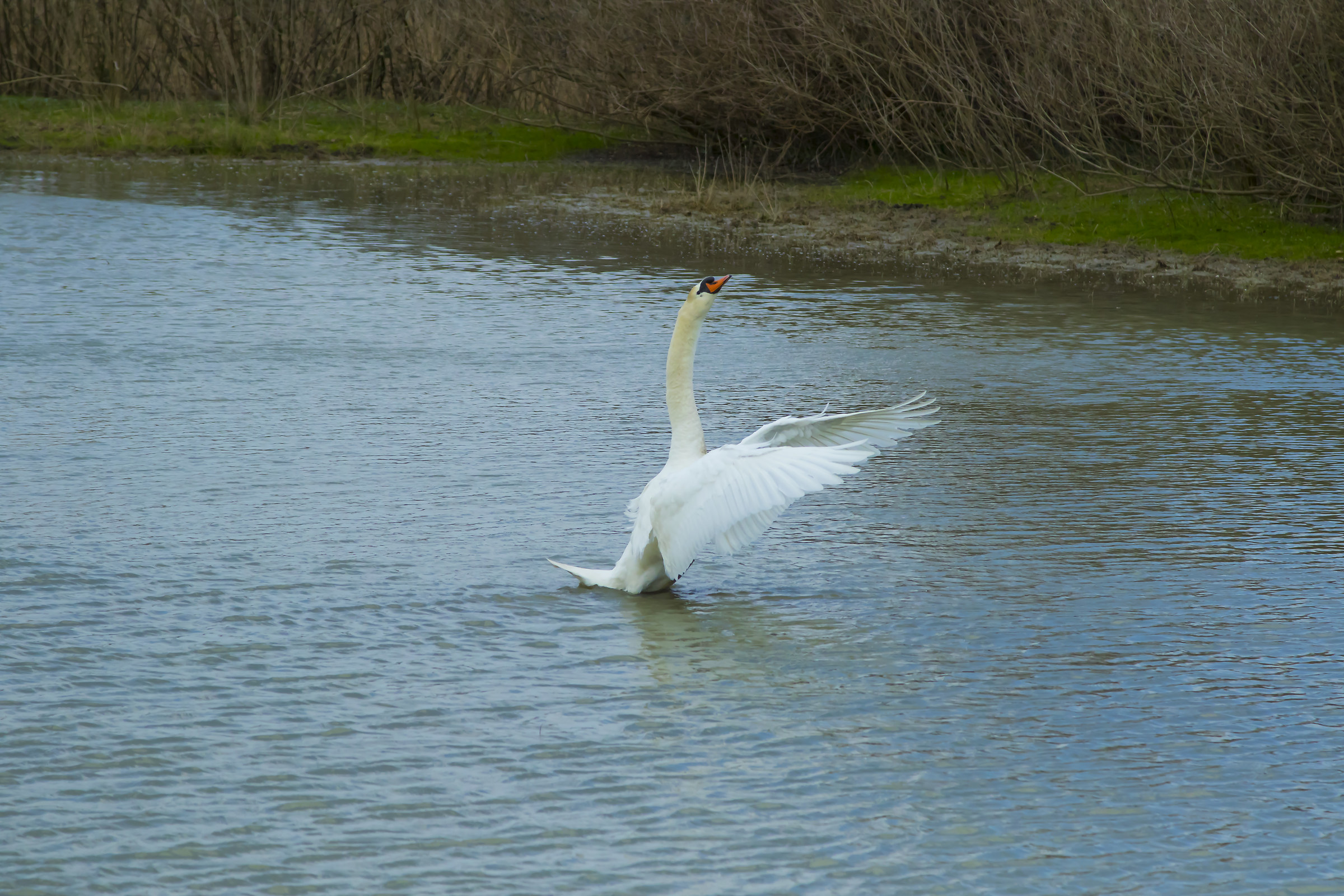 Fuori dal mio stagno