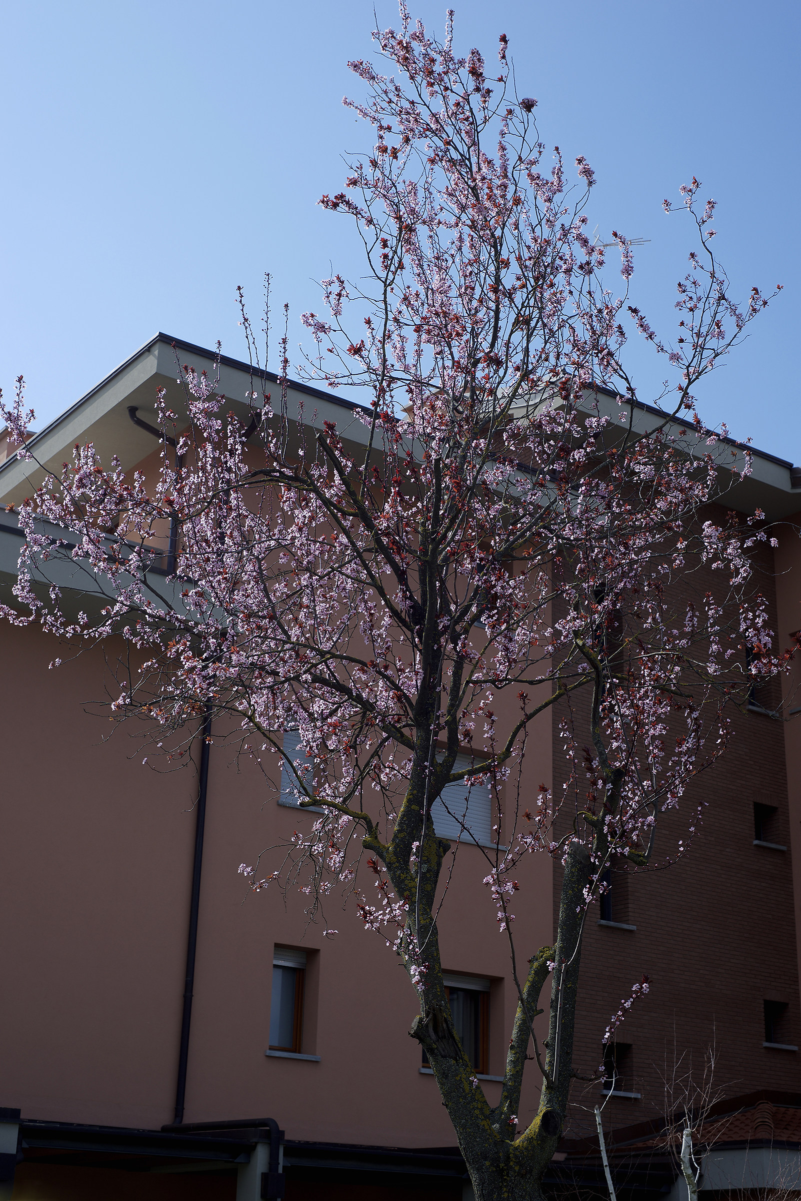 Lo spirito del prugno