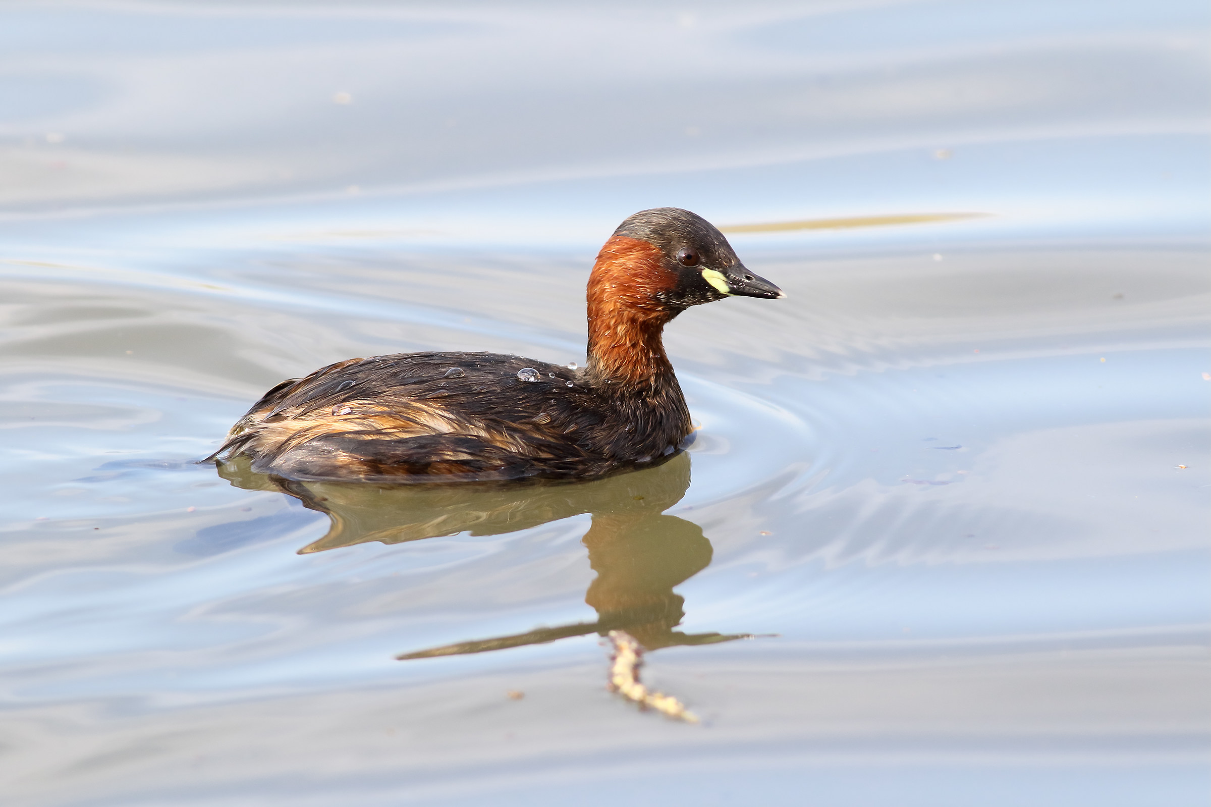 Little grebe