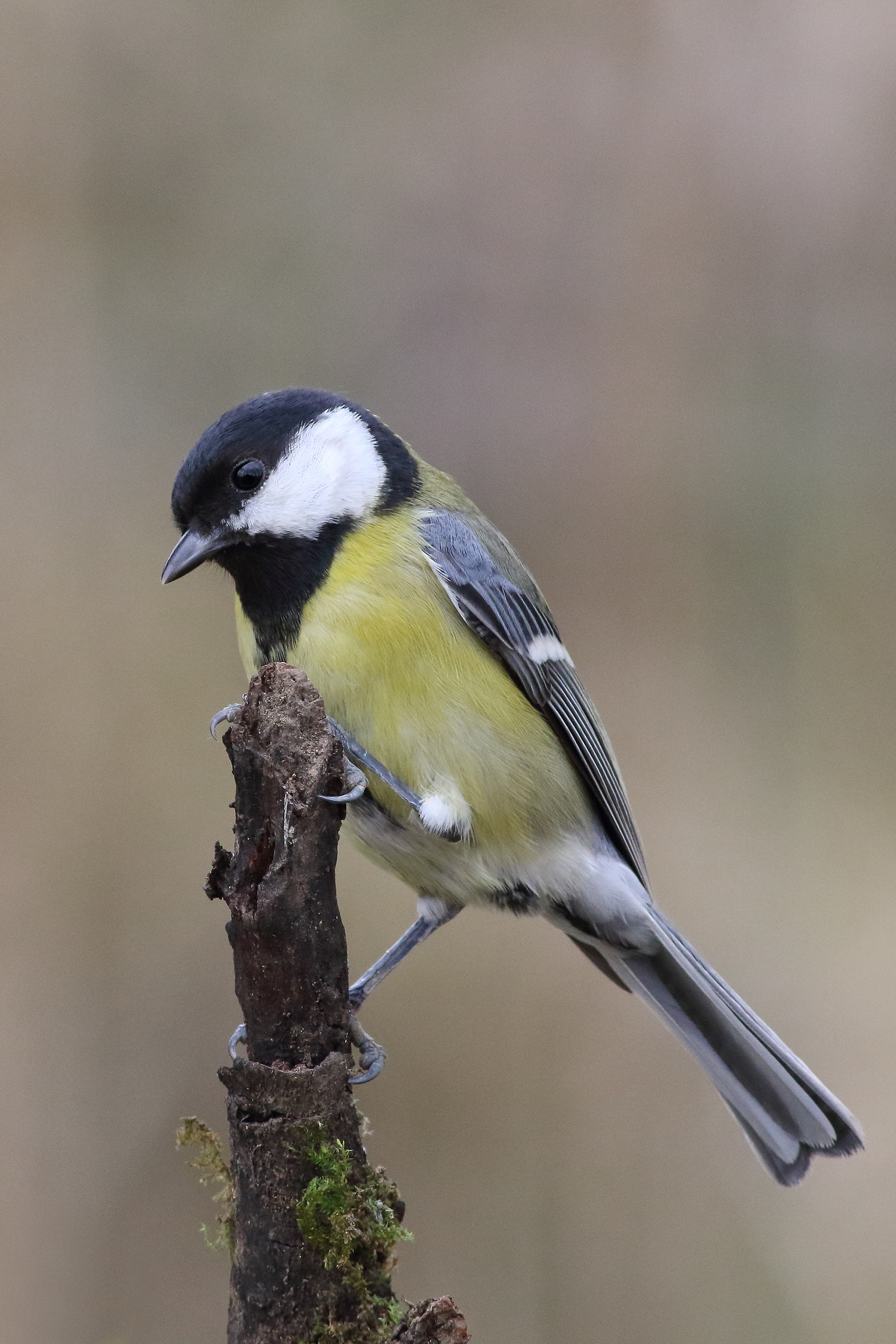 Great Tit