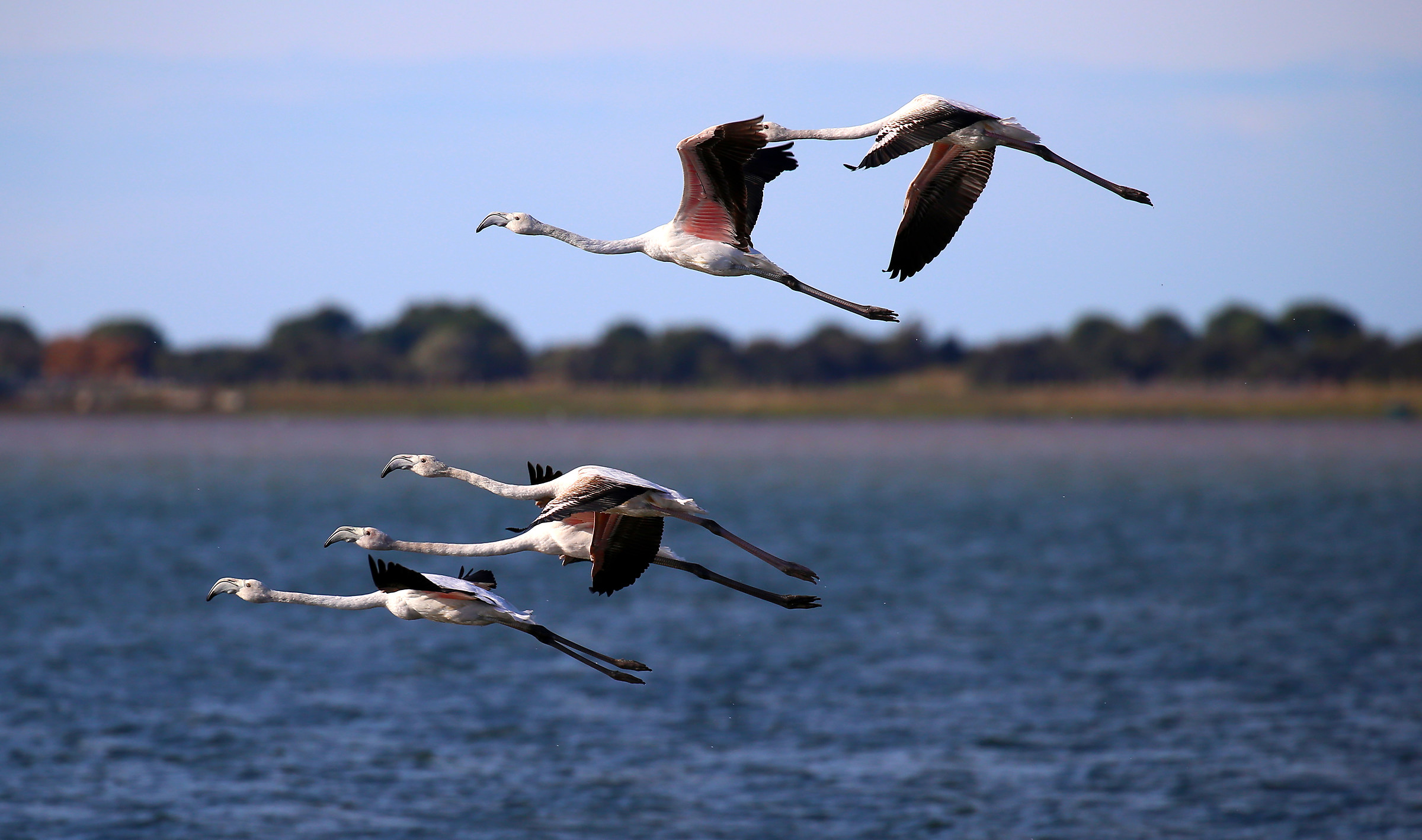 Fenicotteri nel lago di Lesina