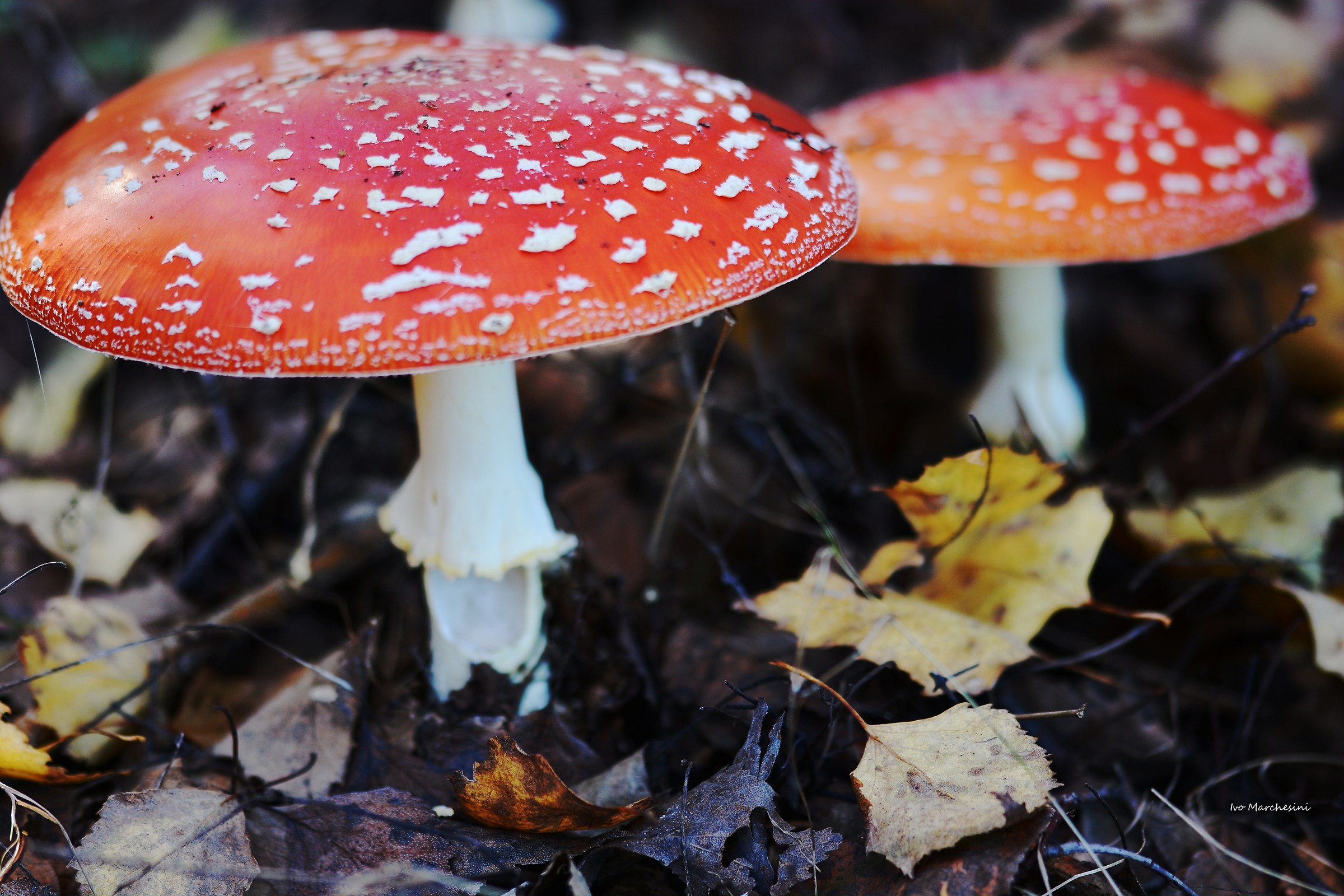 Amanita muscaria_2